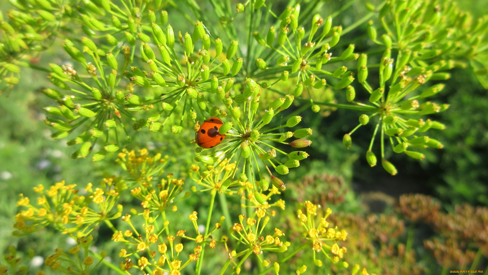 природа, макро, укроп