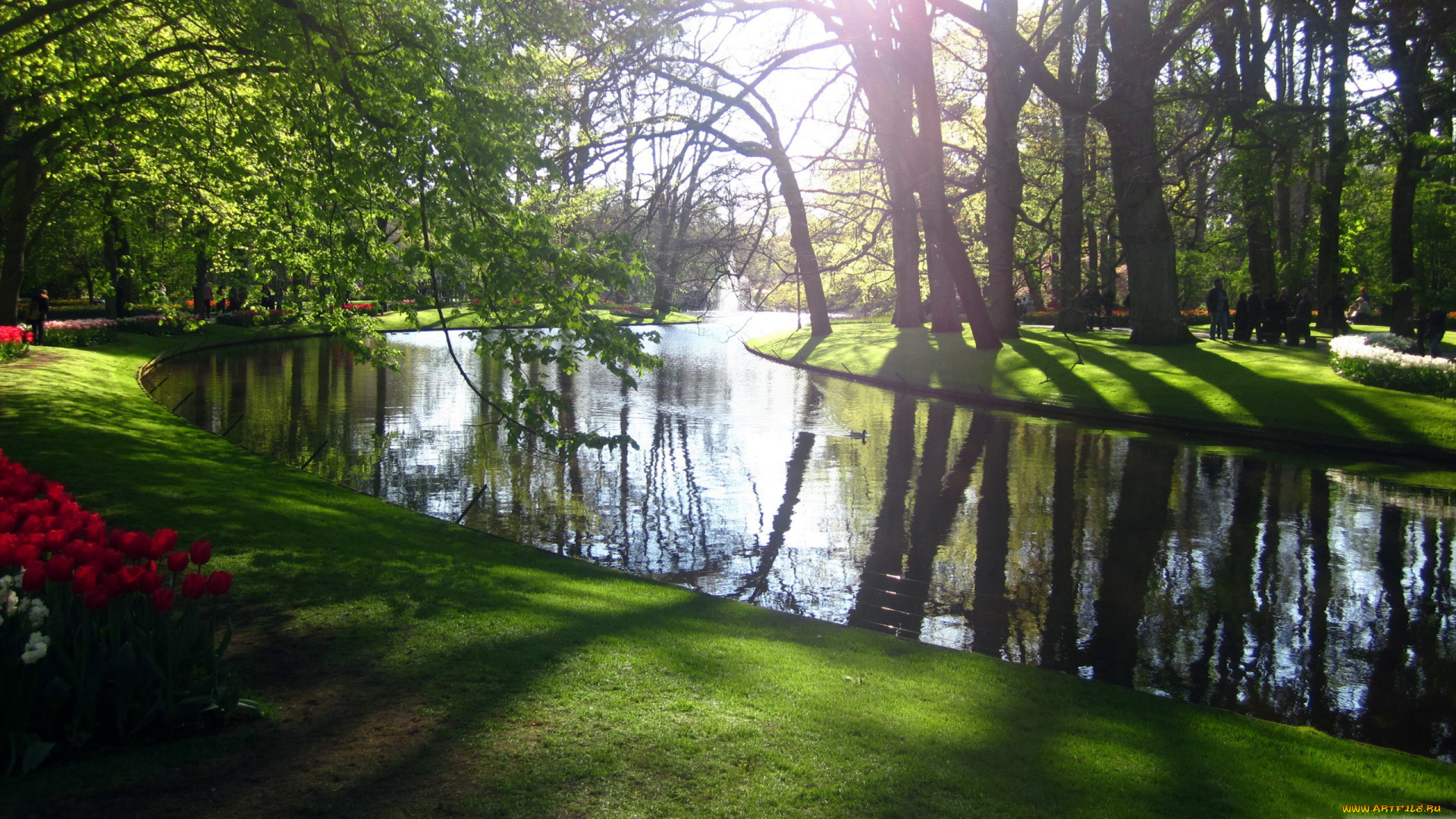 природа, парк, отражение, клумбы, тюльпаны, весна, водоем
