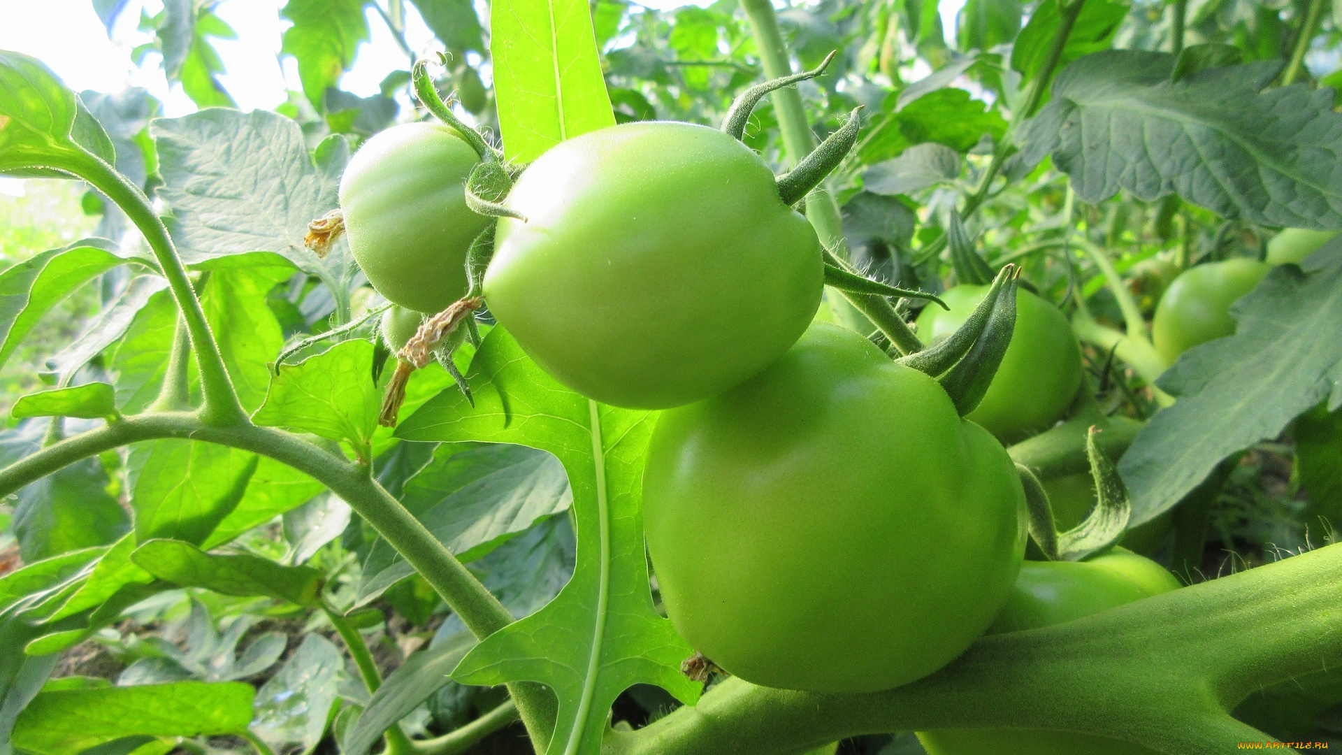 природа, плоды, помидоры, томаты