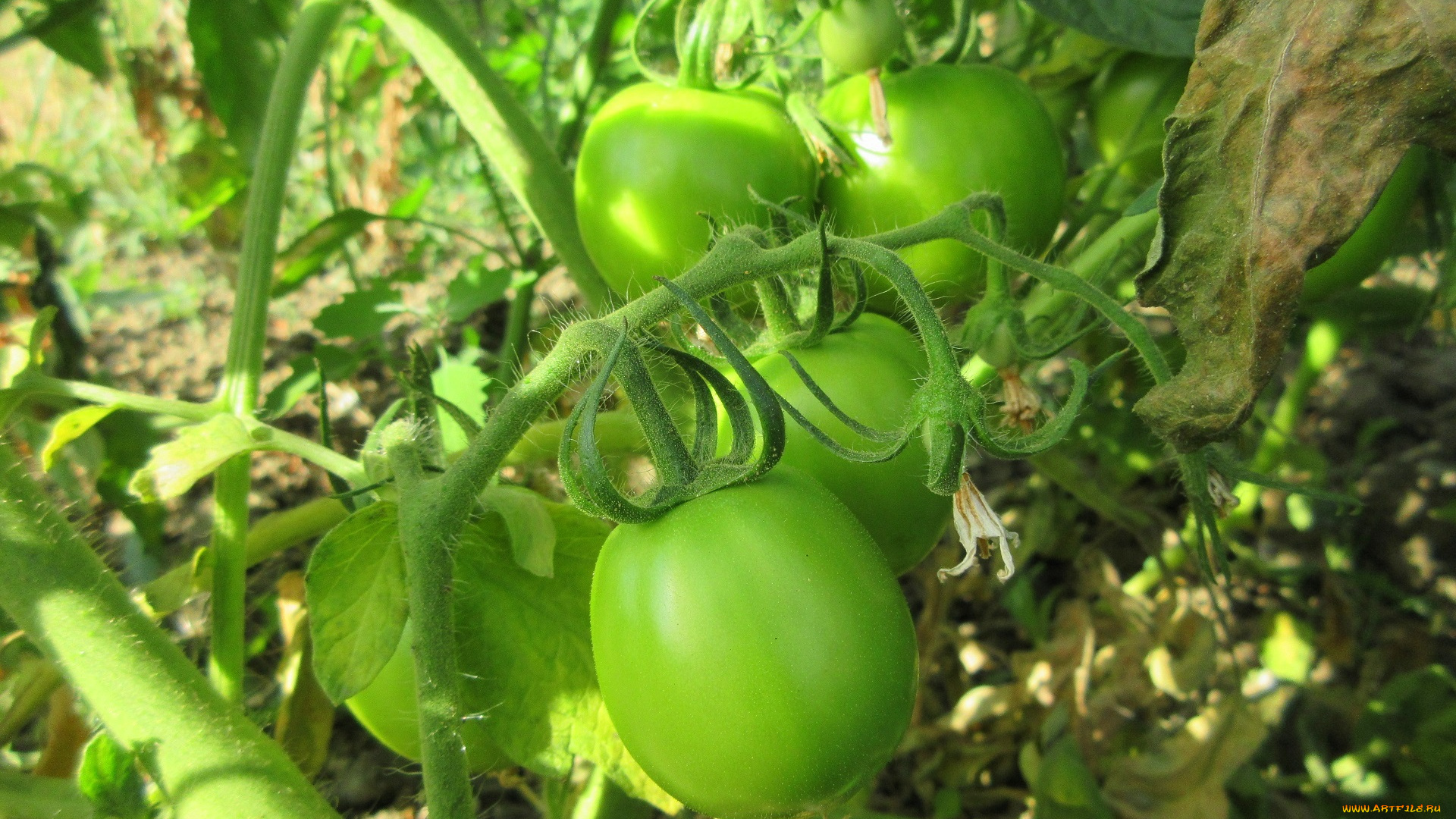 природа, плоды, помидоры, томаты