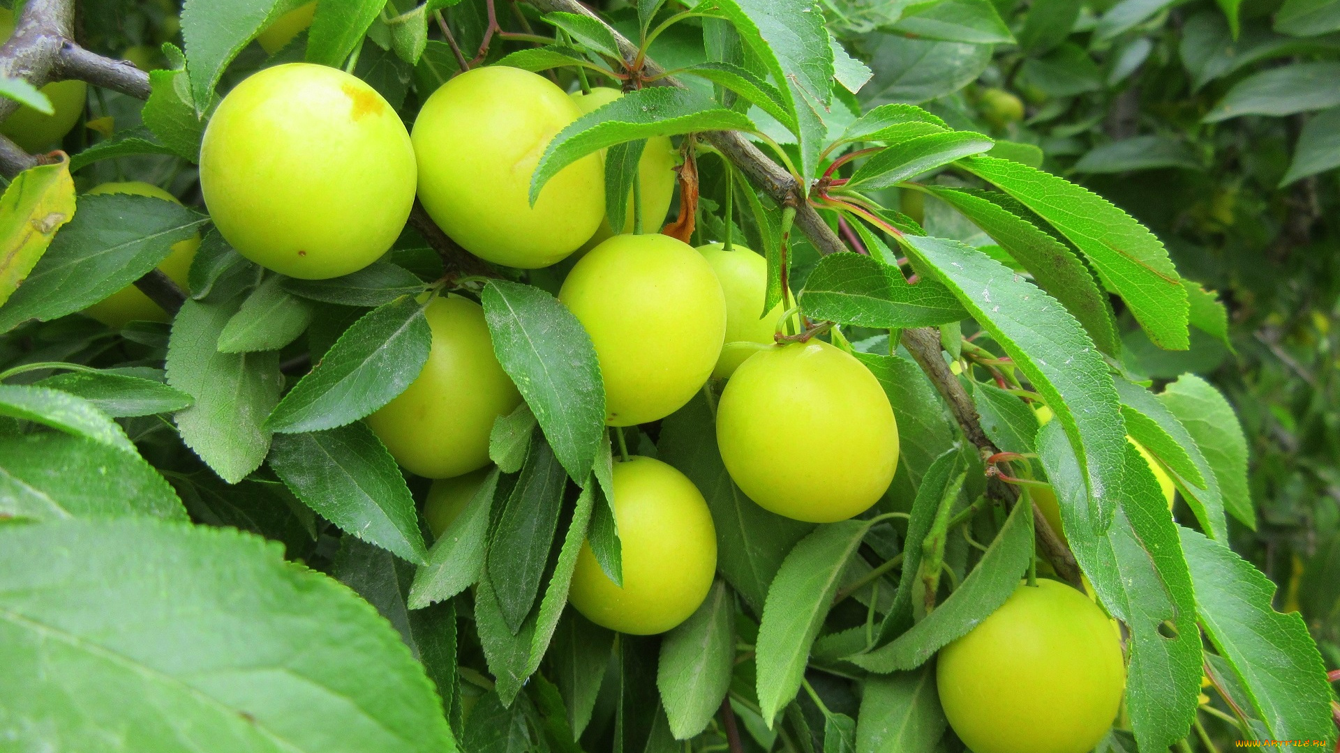 природа, плоды, слива