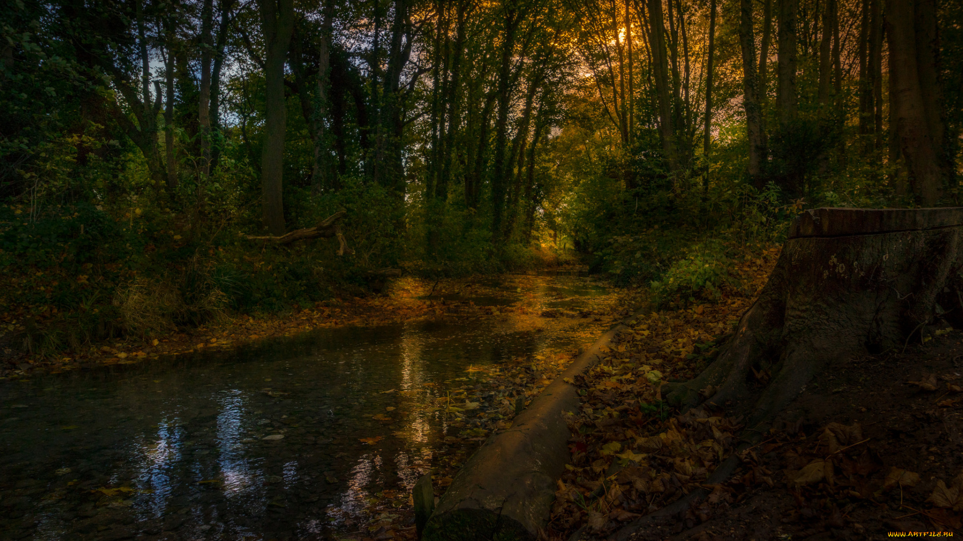 природа, реки, озера, река, лес