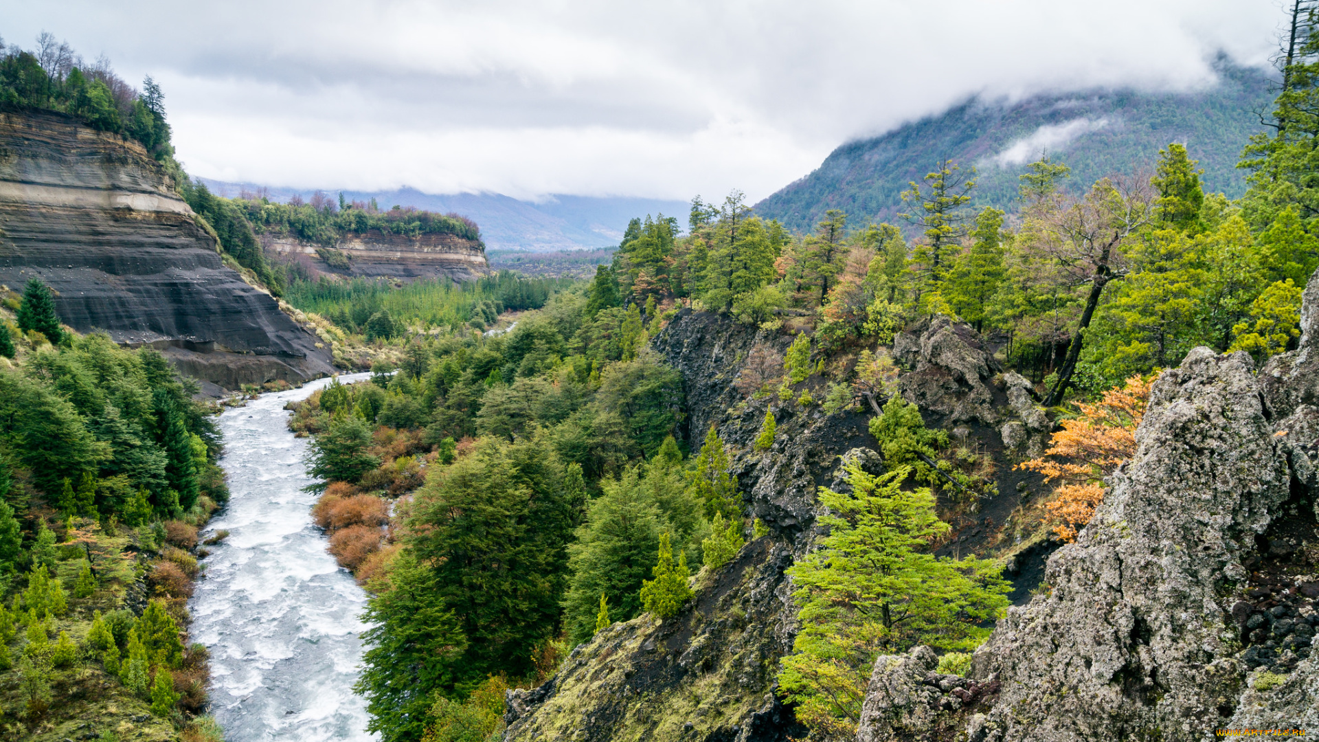 природа, реки, озера, река, лес