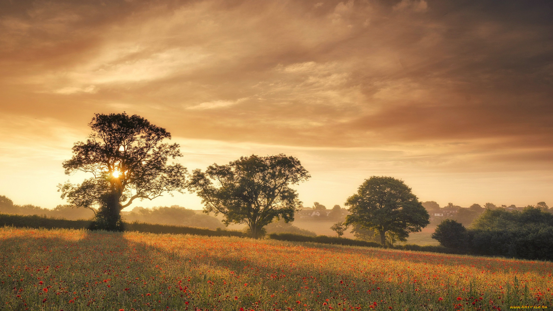 природа, восходы, закаты, лето, утро, маки, туман