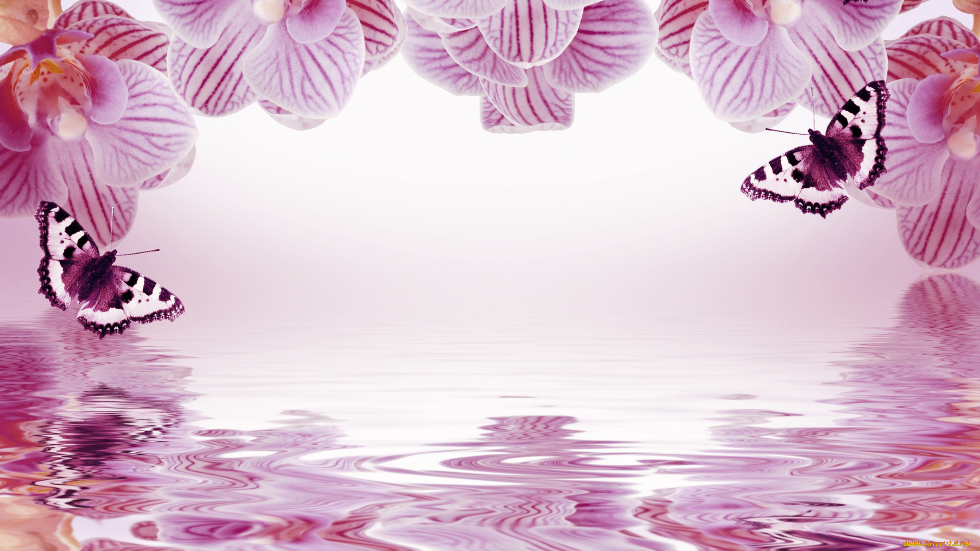 разное, компьютерный, дизайн, фон, орхидеи, бабочки, отражение, рамка, цветы