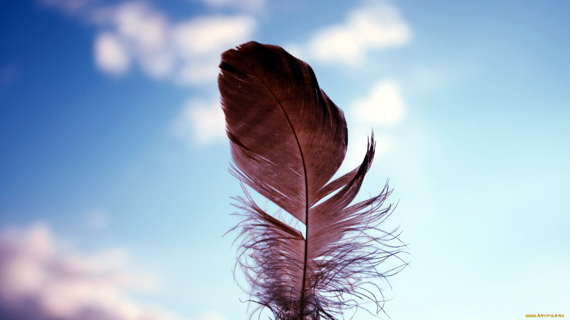 разное, перья, перышко, боке