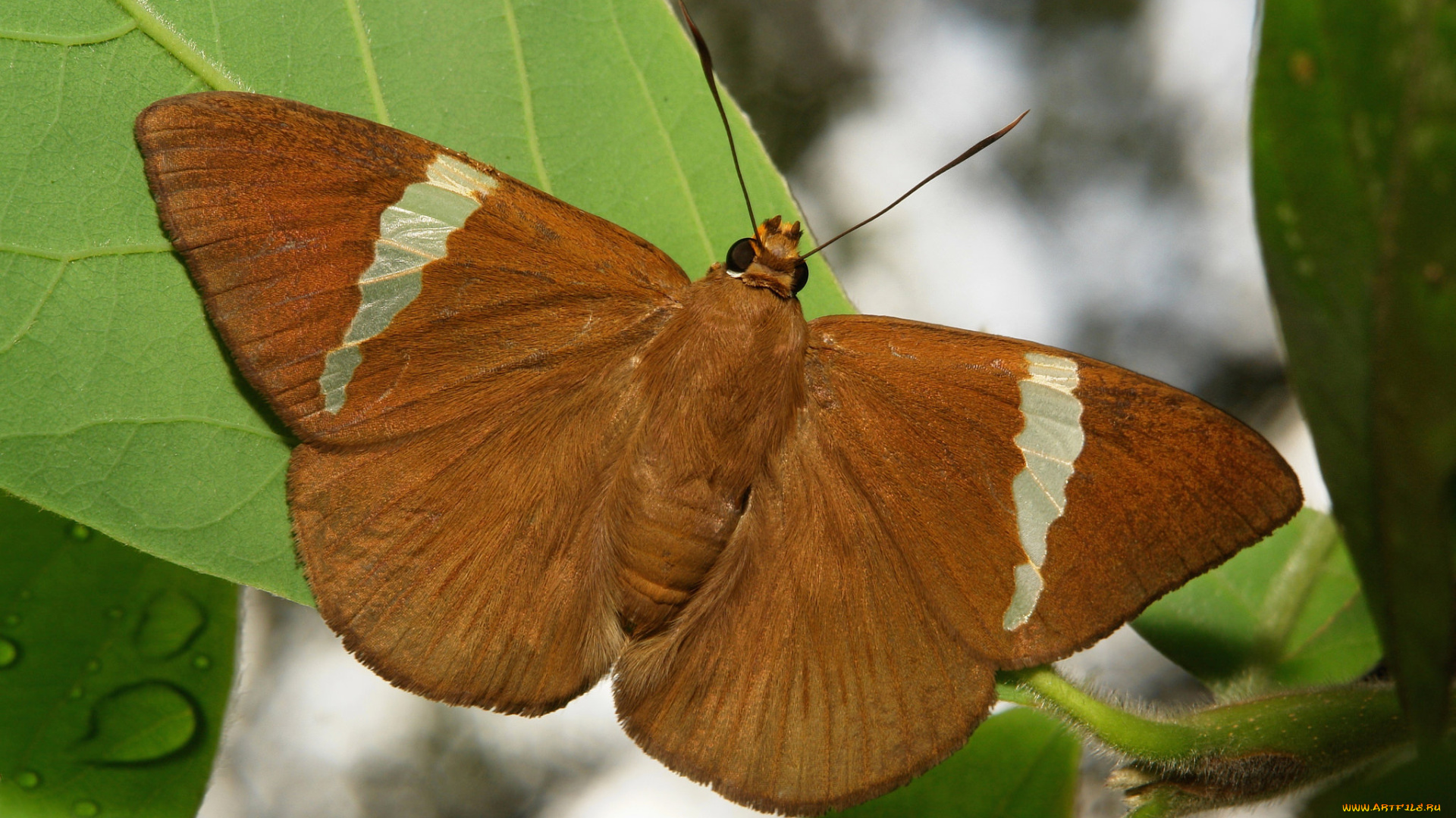 животные, бабочки, , мотыльки, , моли, бабочка