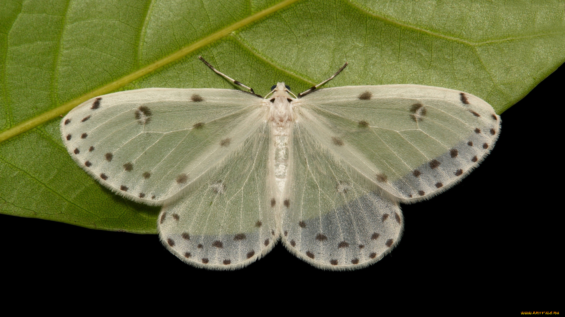 животные, бабочки, , мотыльки, , моли, бабочка