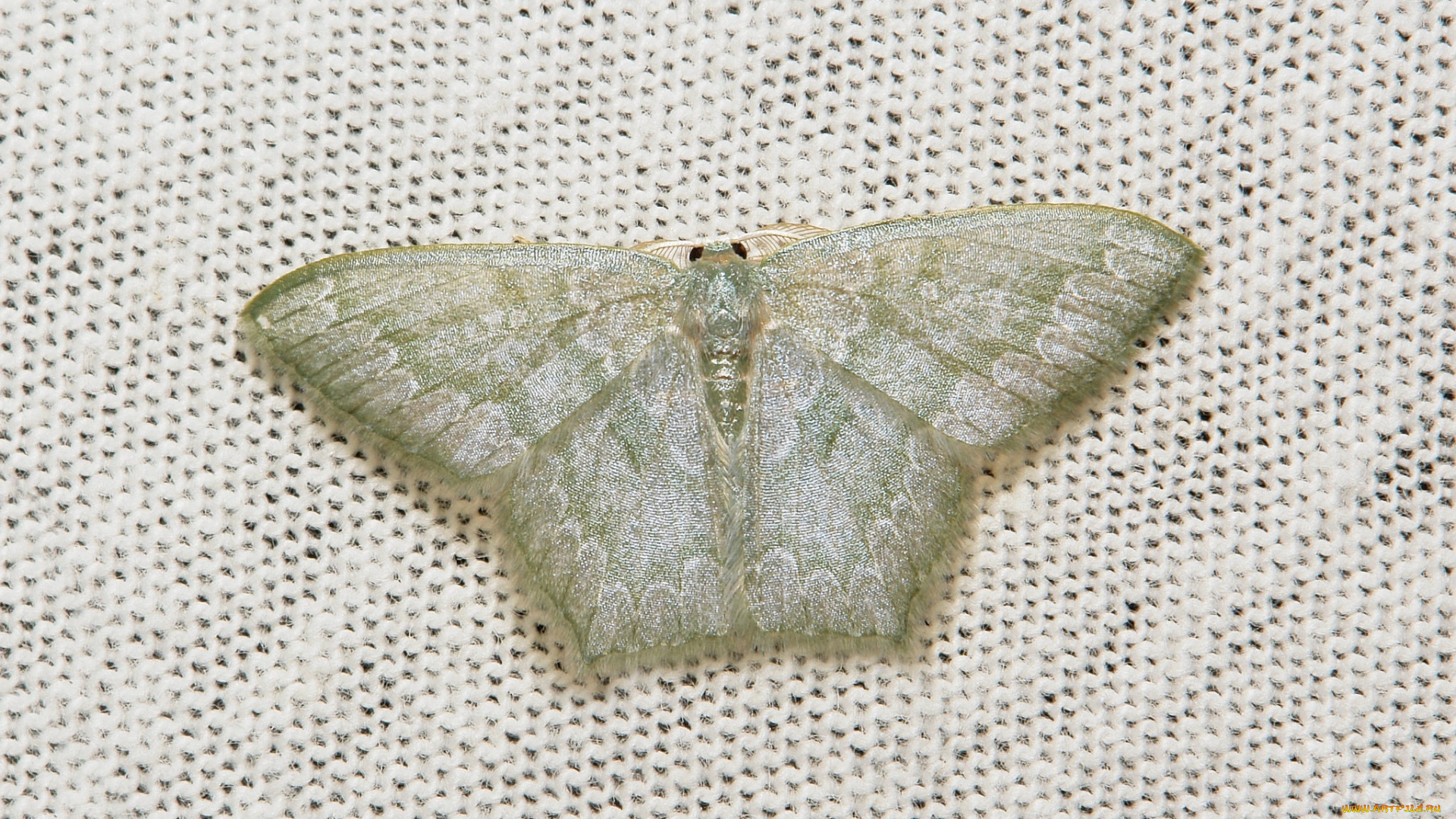 животные, бабочки, , мотыльки, , моли, моль