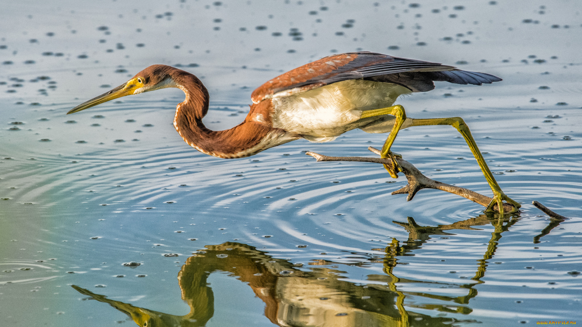 животные, цапли, , выпи, птичка