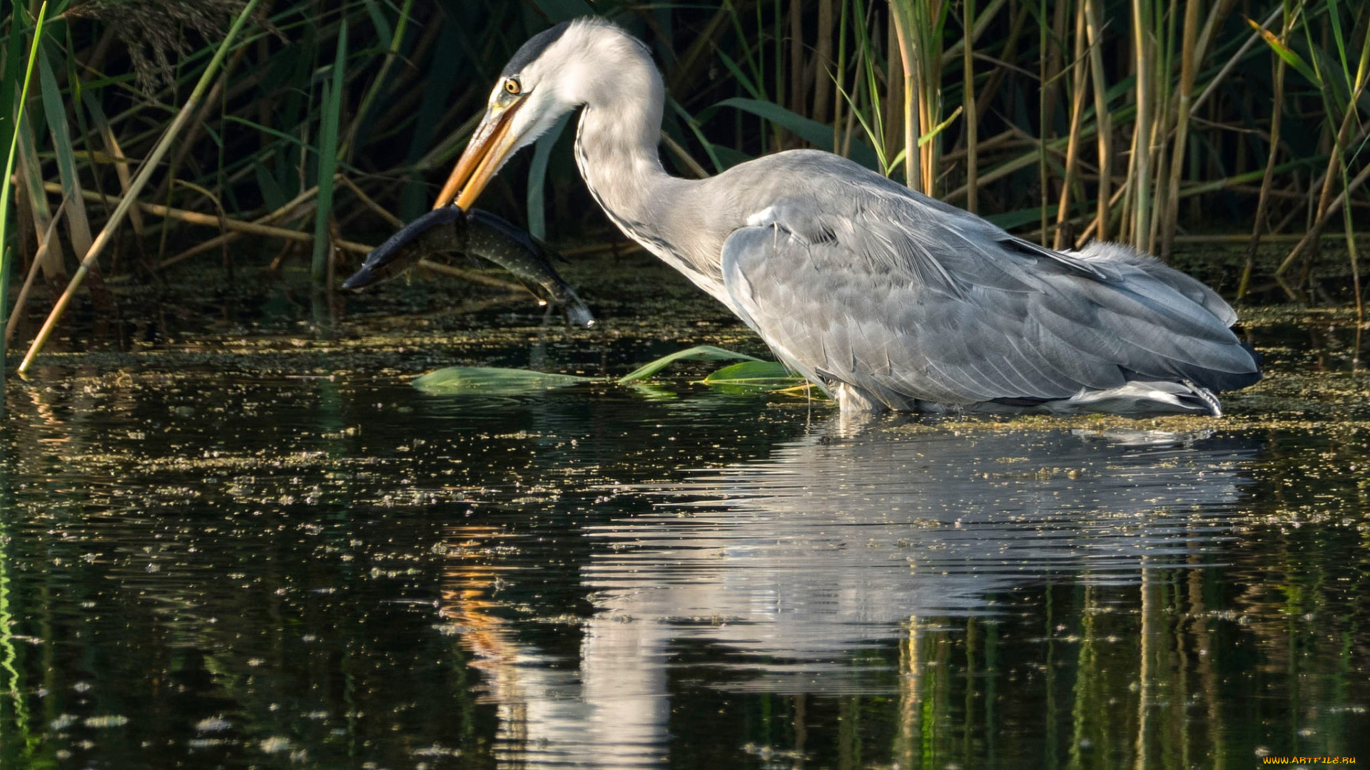 животные, цапли, , выпи, птичка