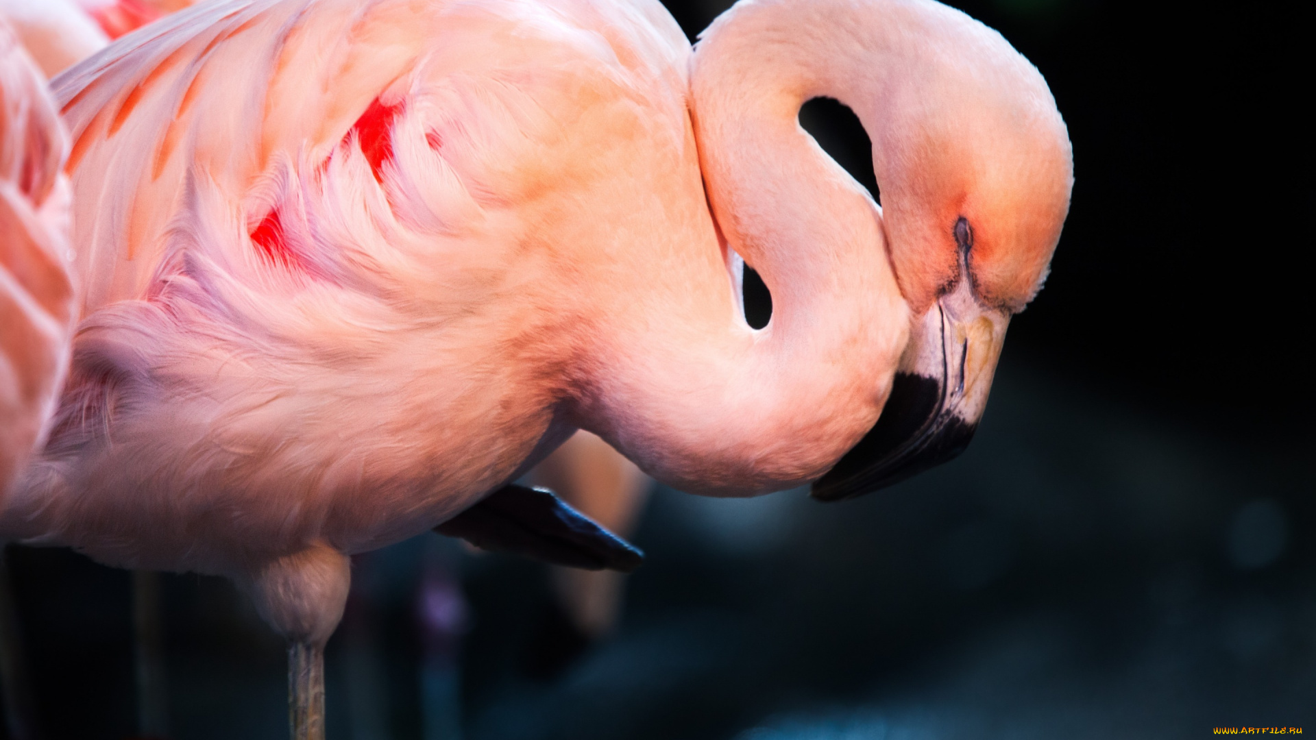 животные, фламинго, птица, сон