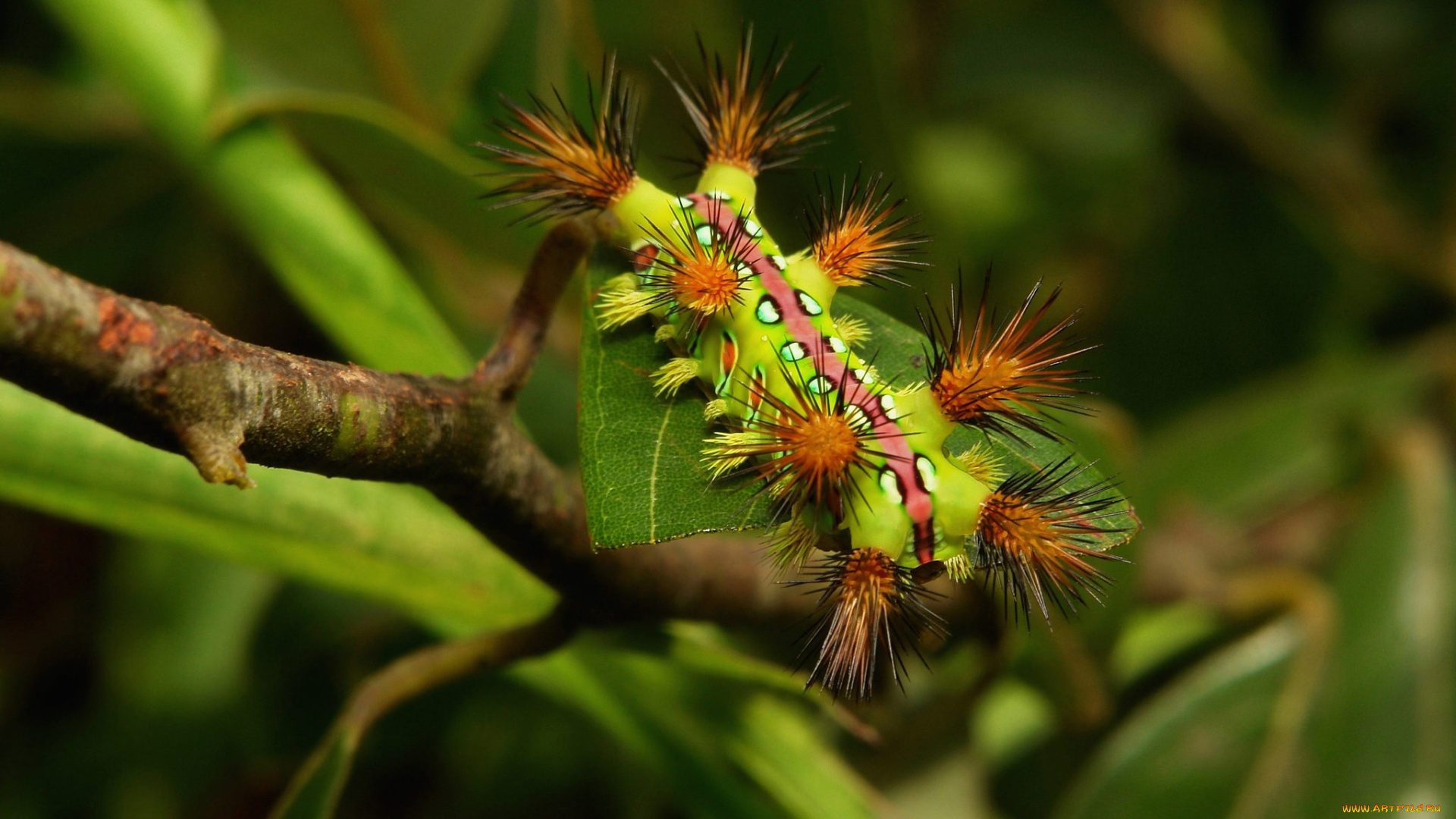 животные, гусеницы, гусеница