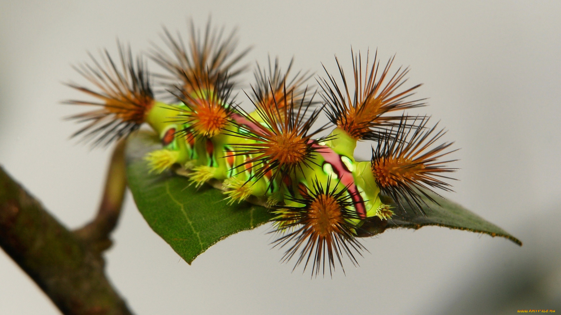 животные, гусеницы, гусеница