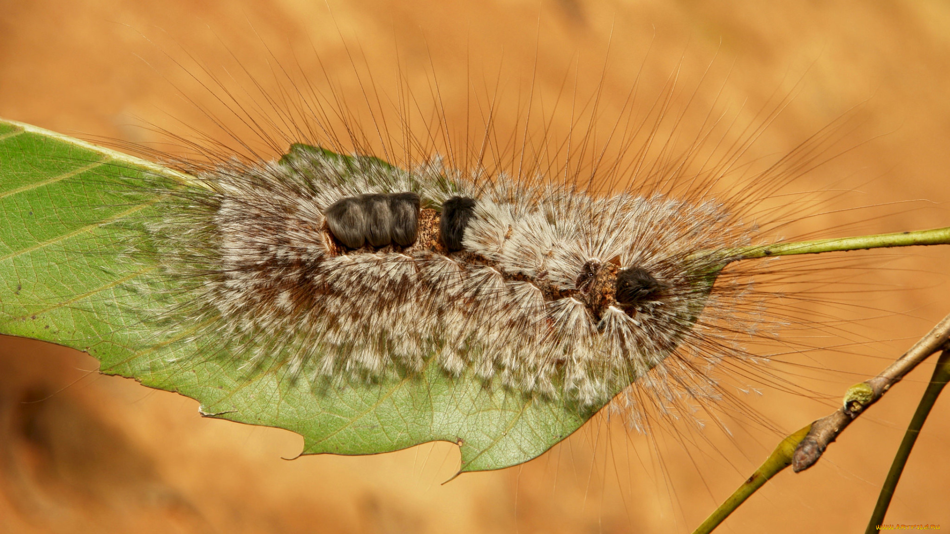 животные, гусеницы, гусеница