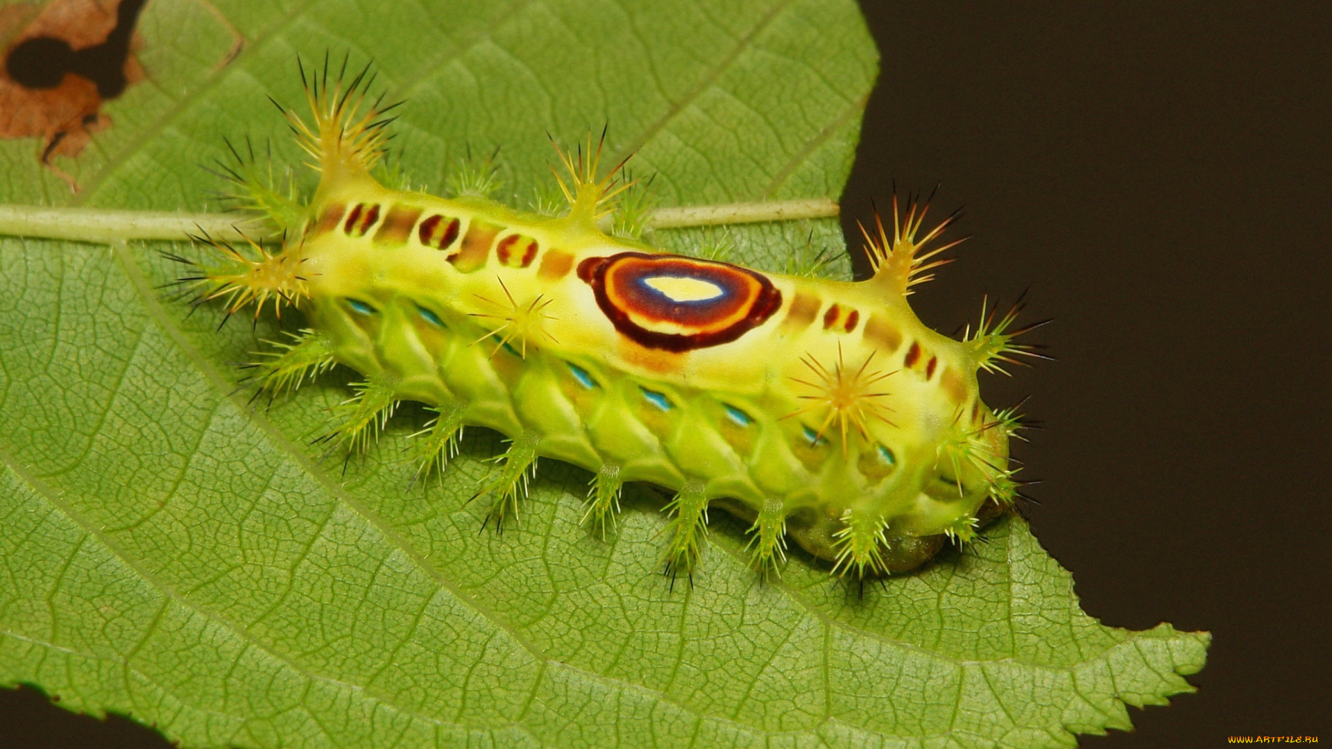 животные, гусеницы, гусеница