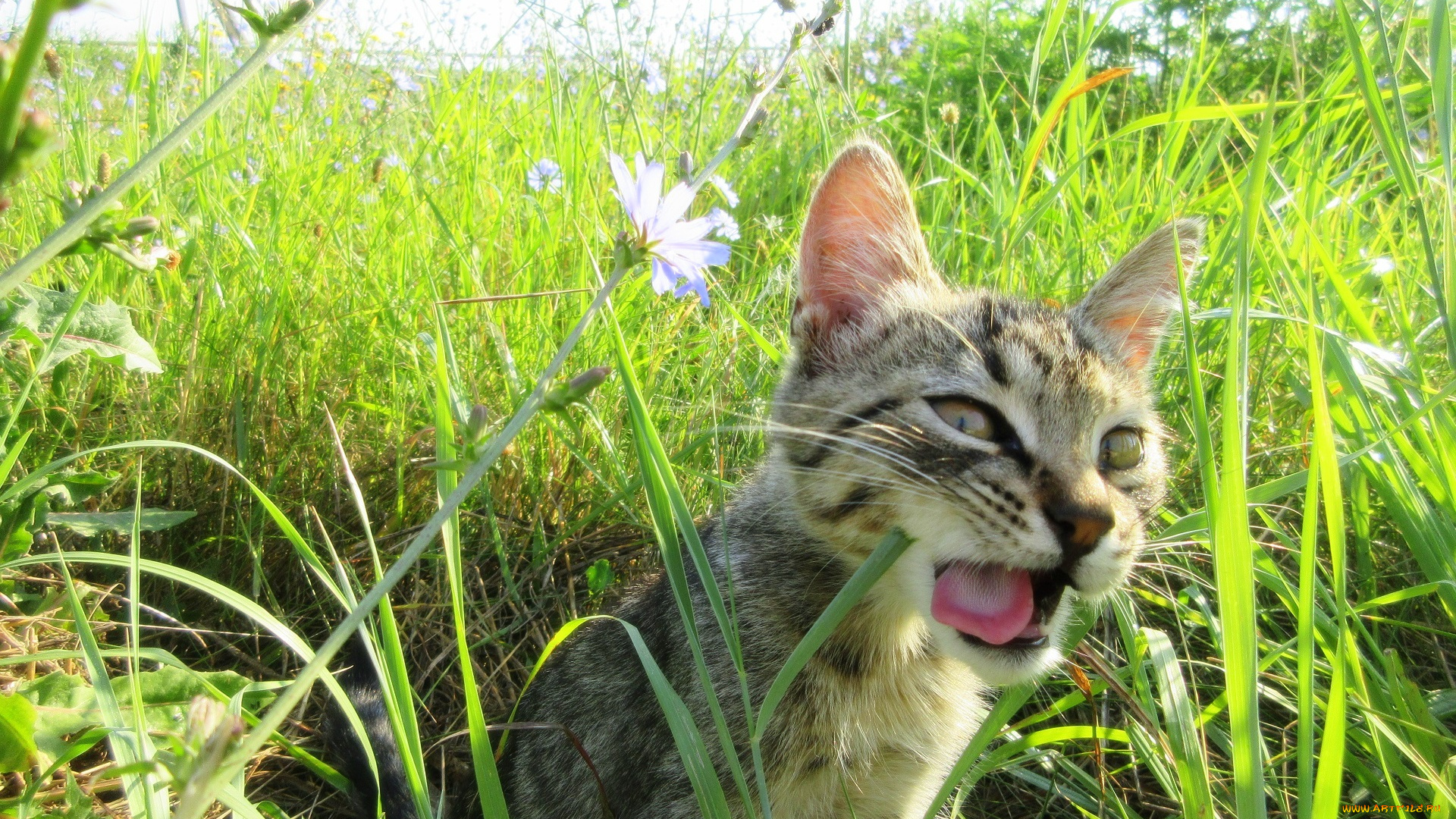 животные, коты, котенок