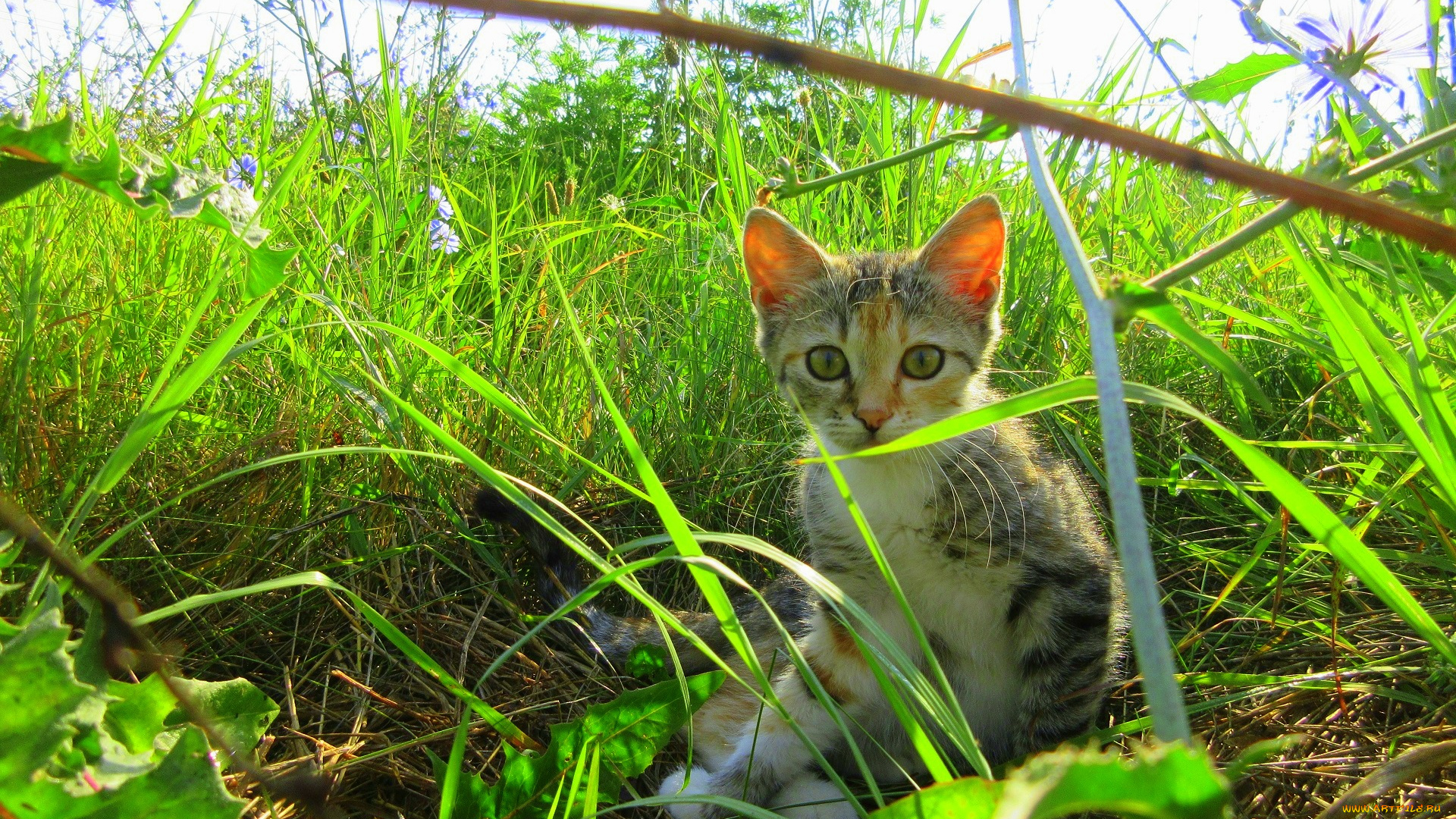 животные, коты, котенок