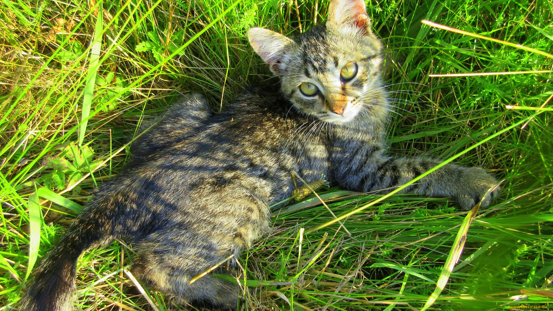 животные, коты, котенок