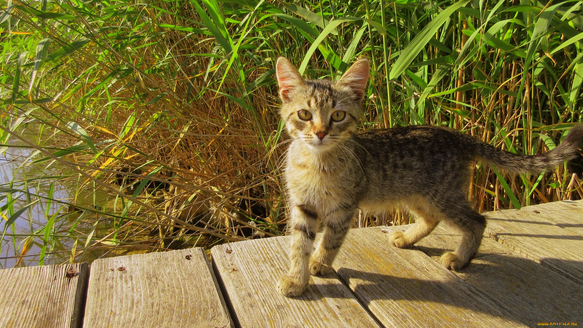 животные, коты, котенок