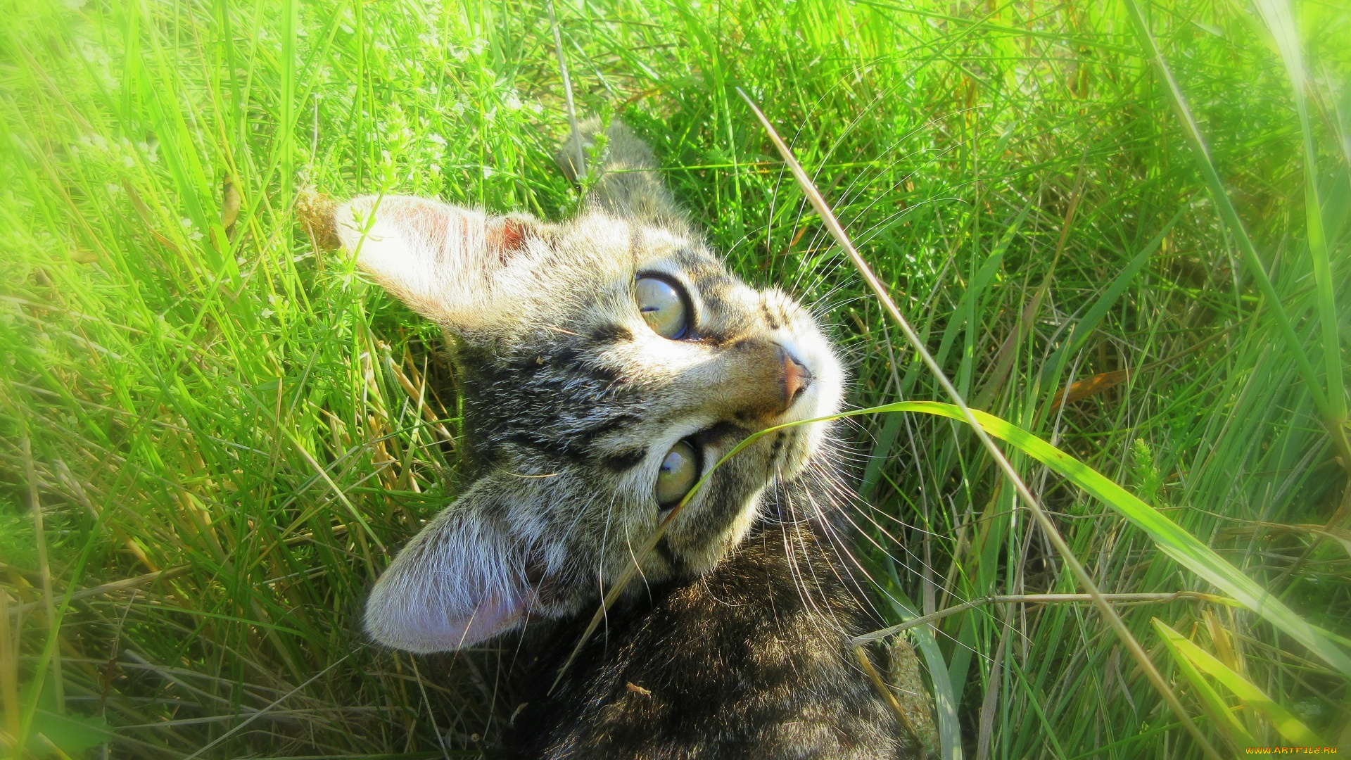 животные, коты, котенок