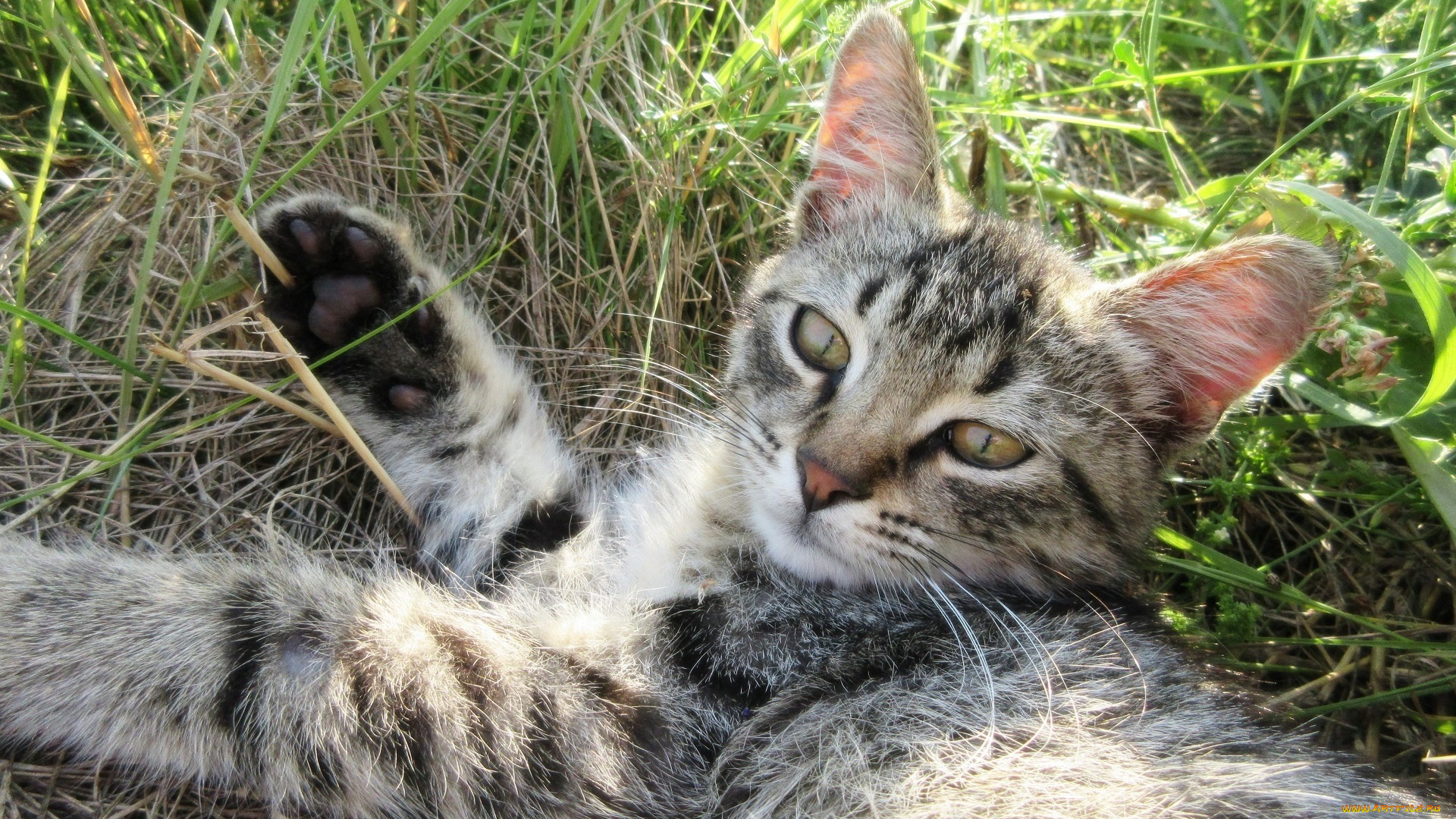 животные, коты, котенок