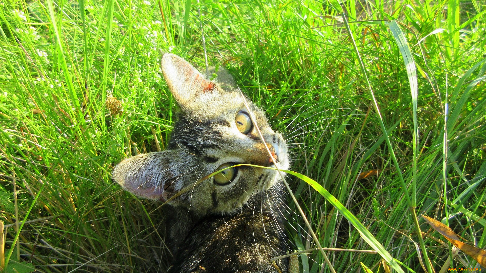 животные, коты, котенок