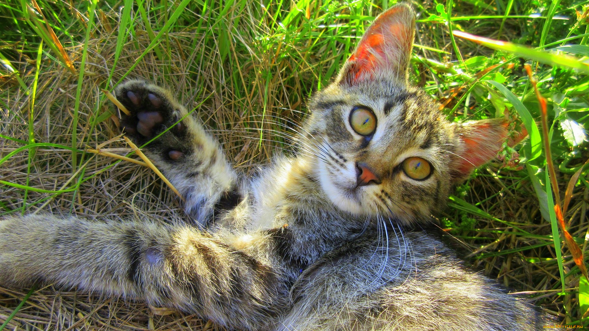 животные, коты, котенок