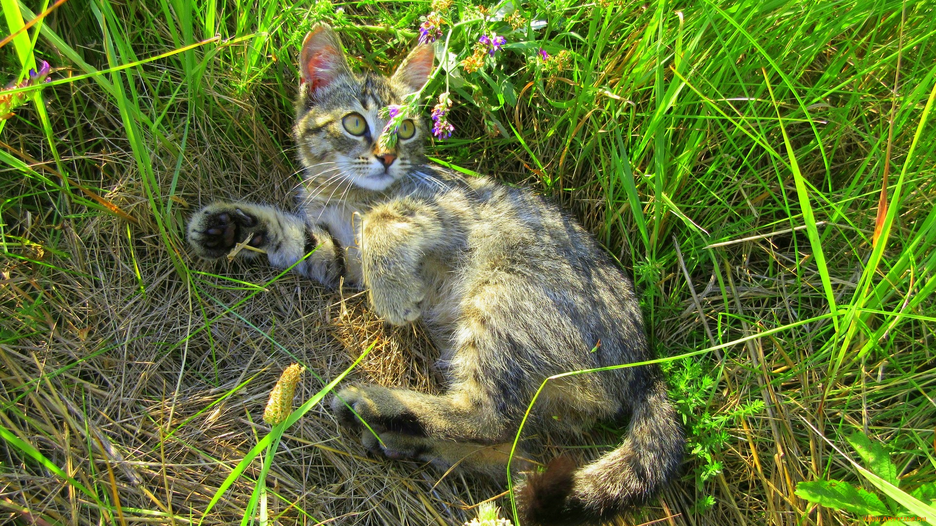 животные, коты, котенок