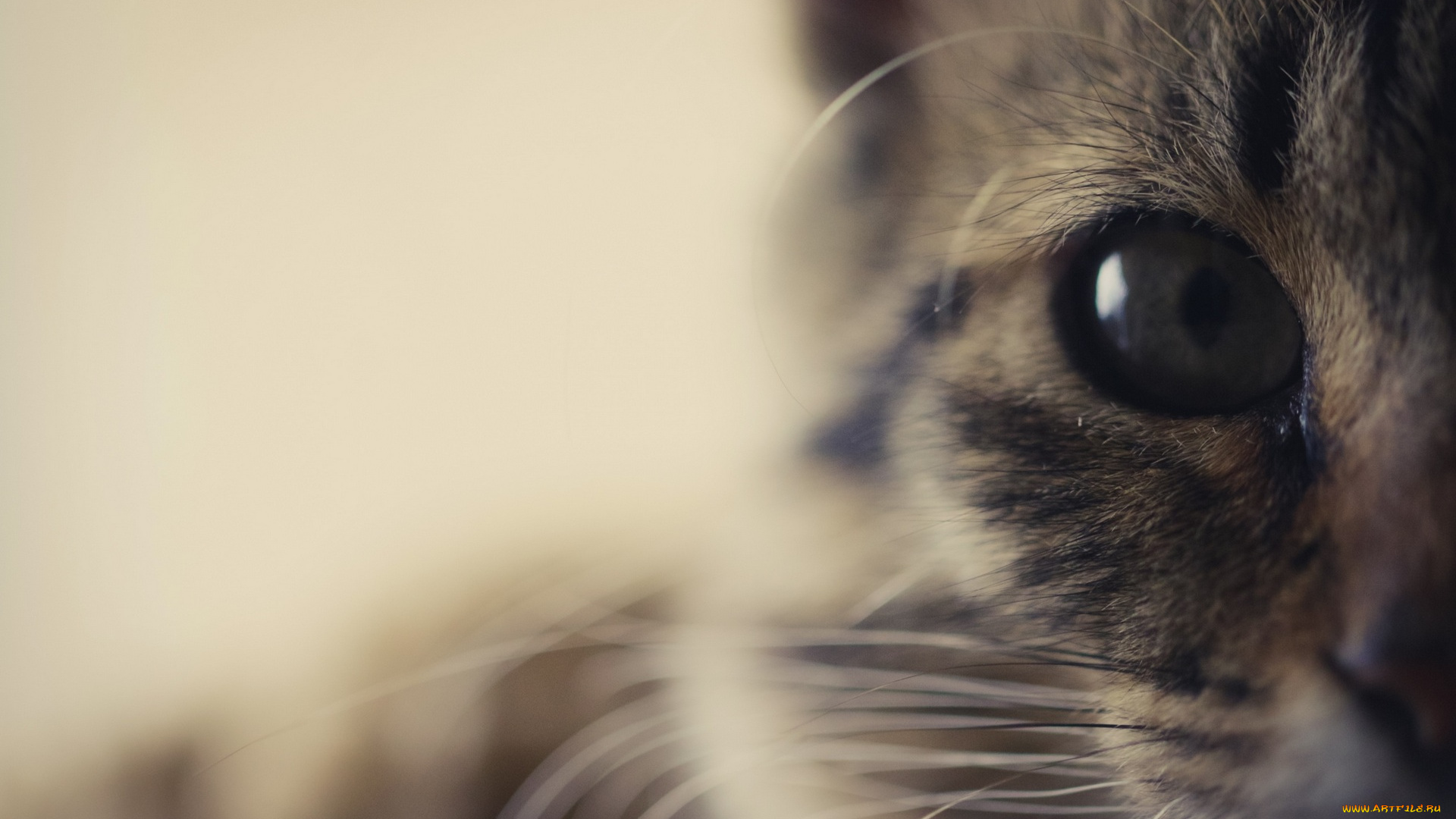 животные, коты, морда