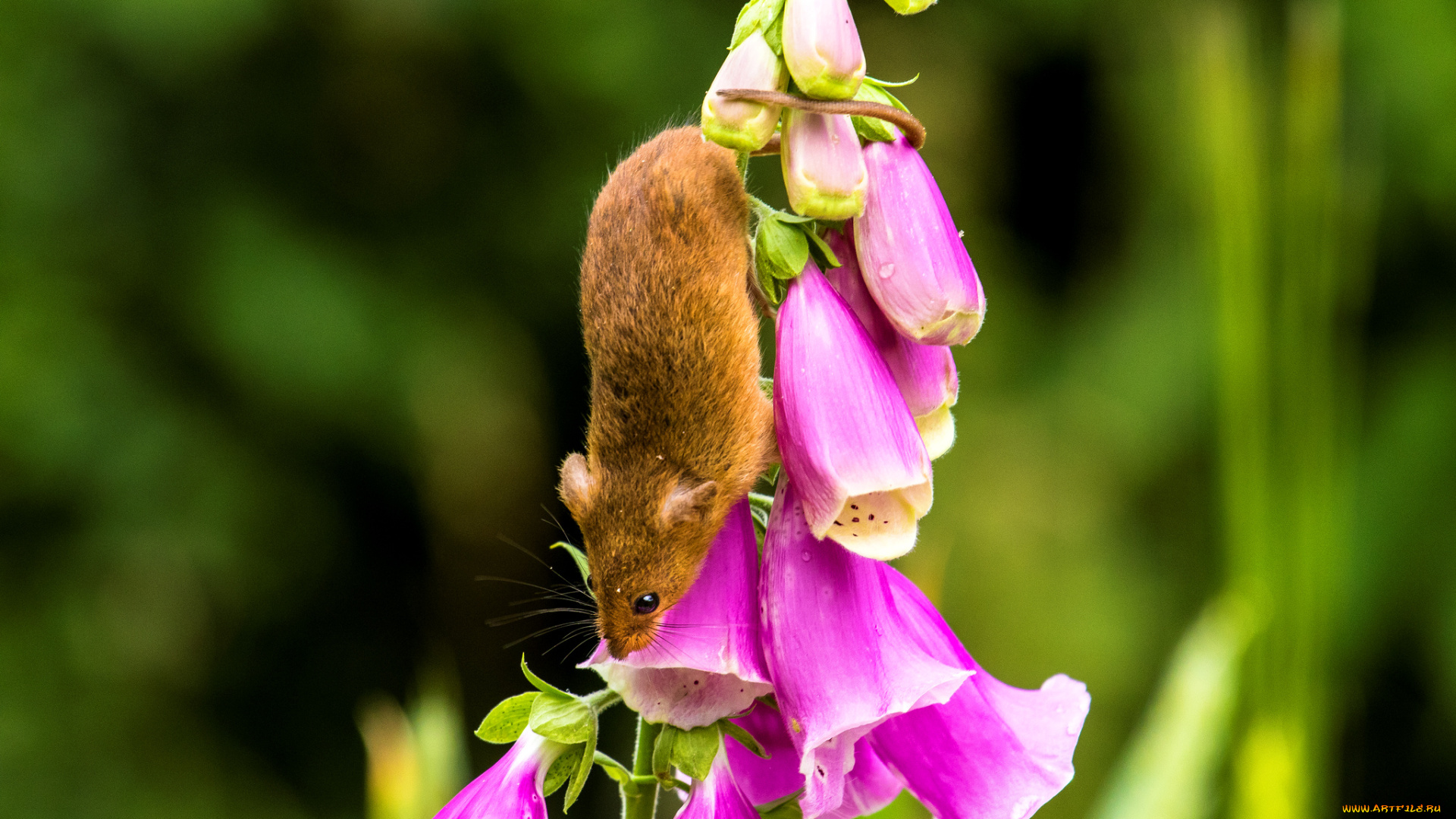 животные, крысы, , мыши, мышка