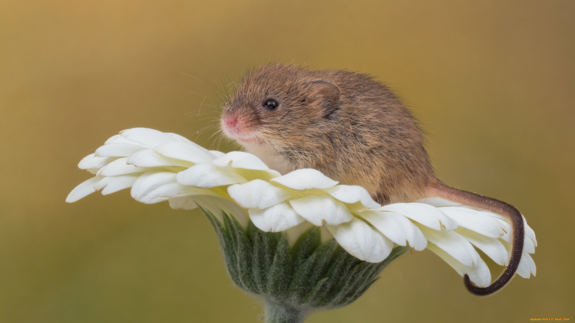 животные, крысы, , мыши, мышка
