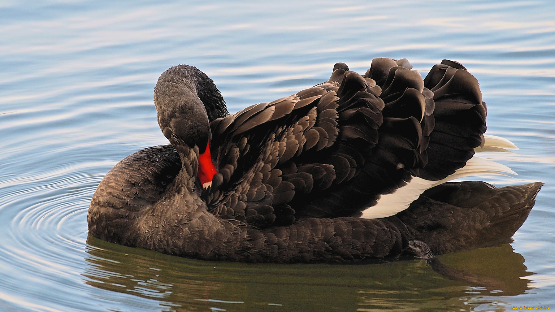 животные, лебеди, птичка