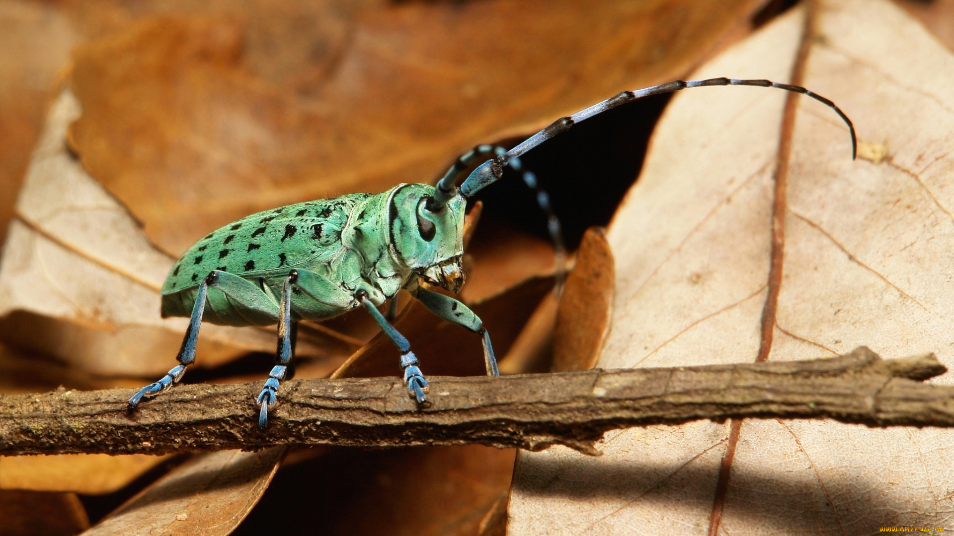 животные, насекомые, жук