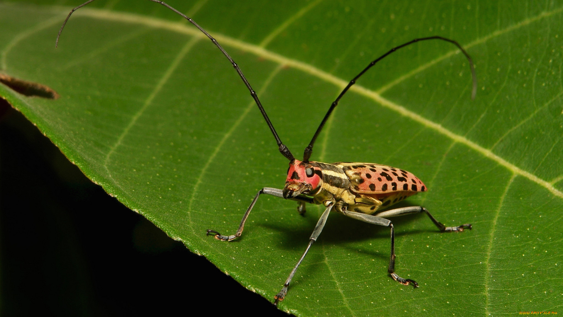 животные, насекомые, жук