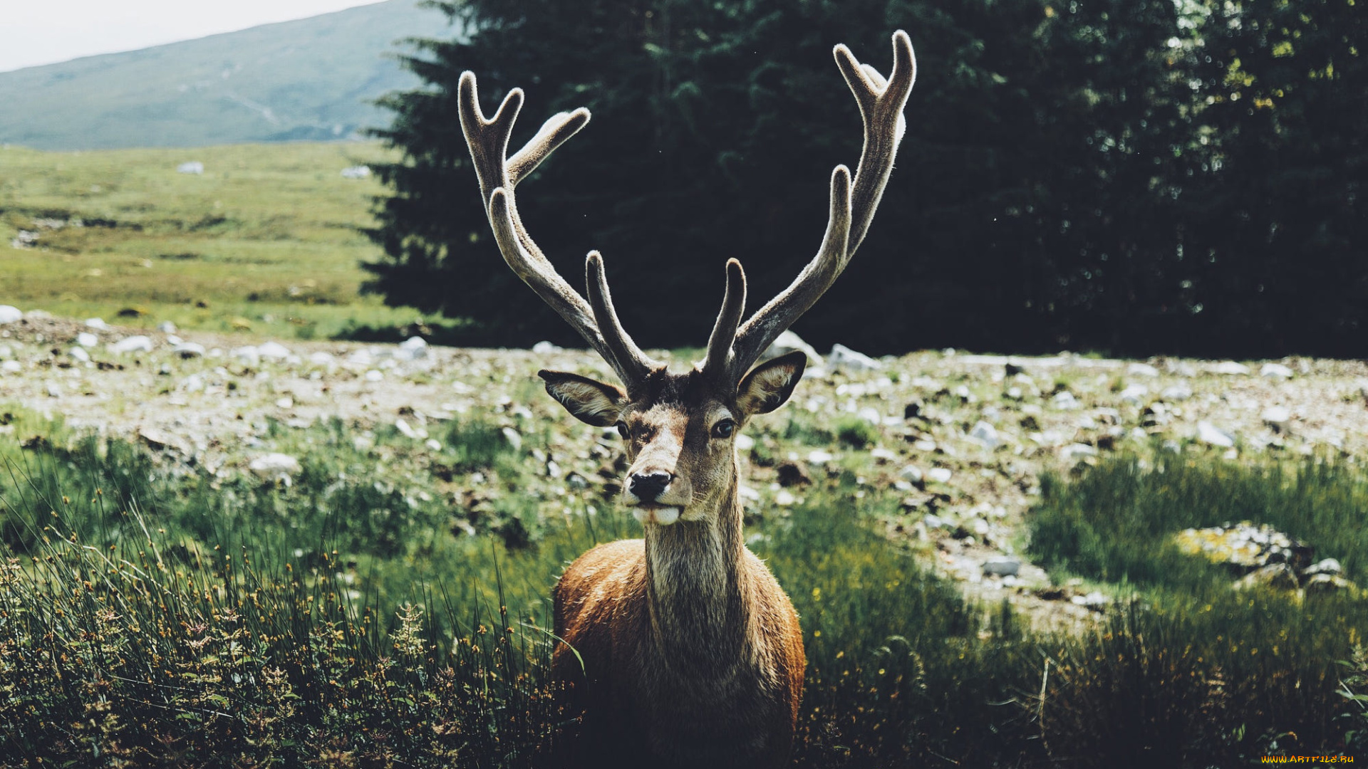 животные, олени, деревья, камни, трава