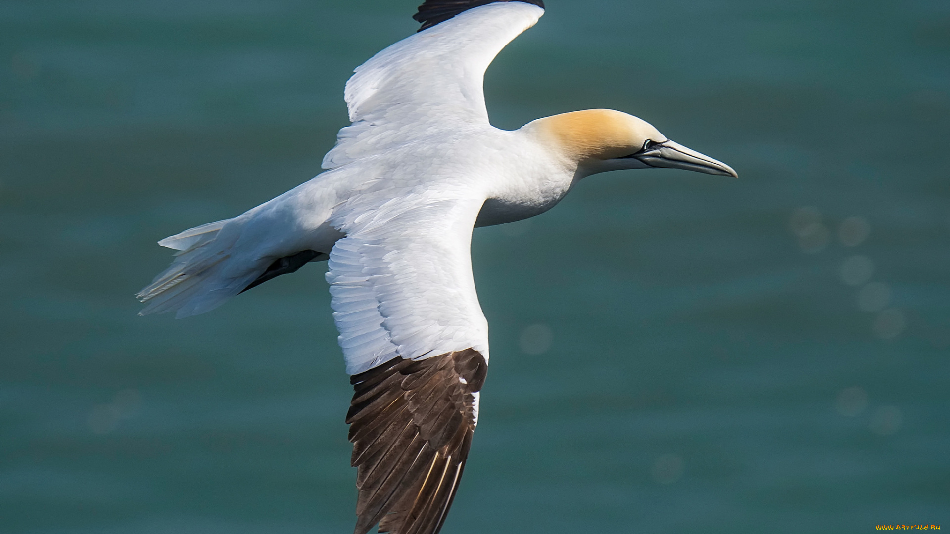 животные, олуши, птичка