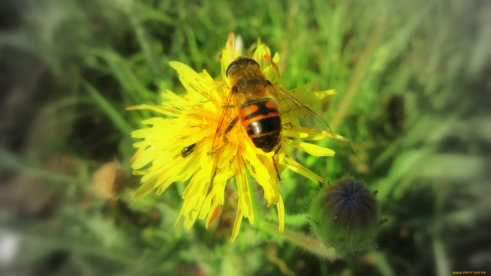 животные, пчелы, , осы, , шмели, пчела