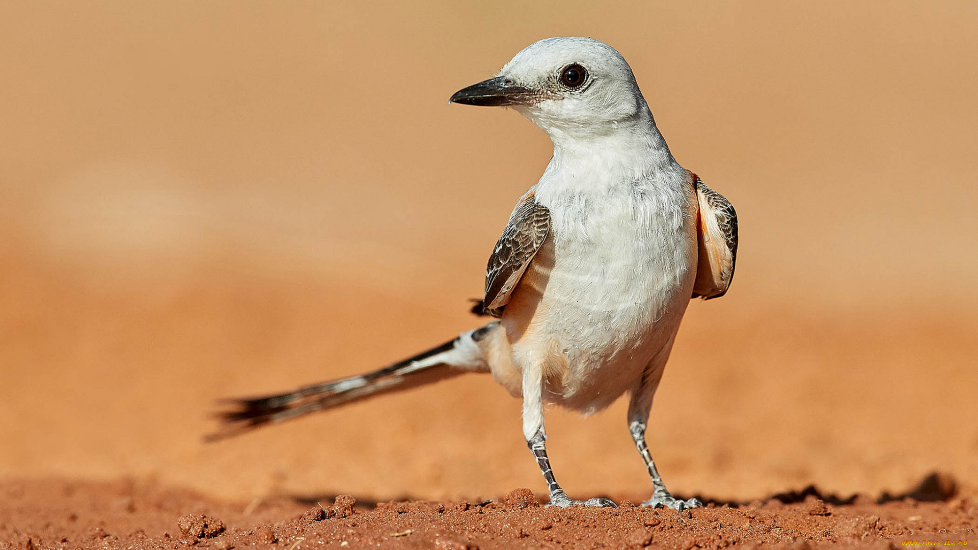 животные, птицы, птичка