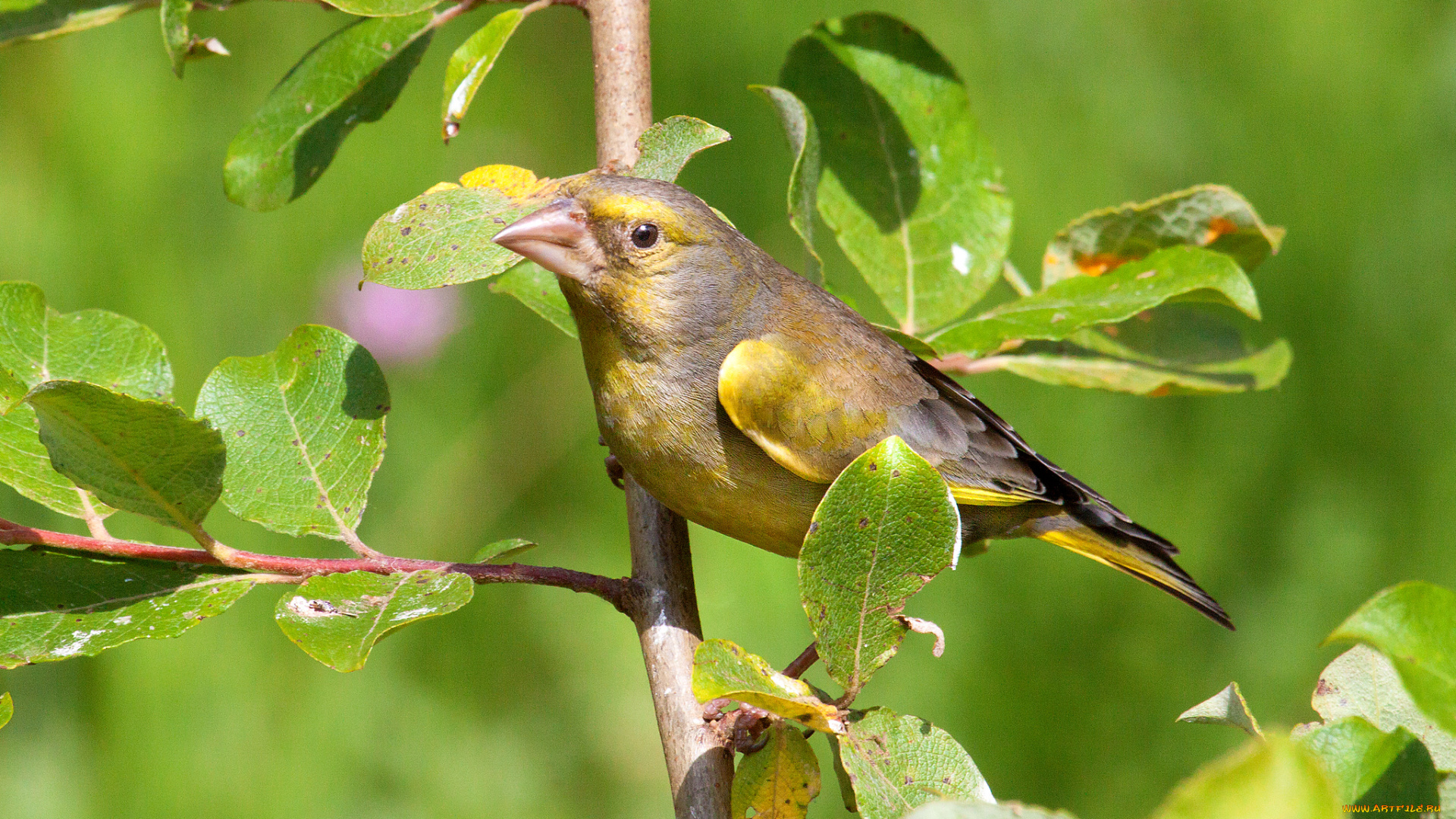 животные, птицы, птичка