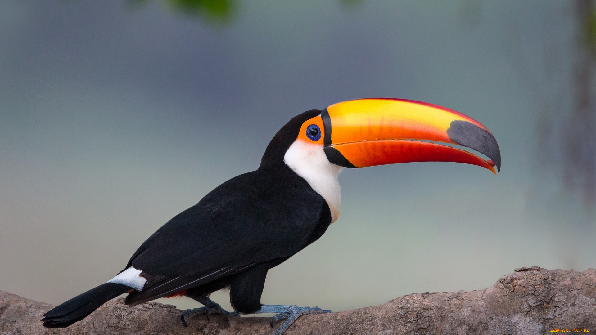 животные, птицы, ствол