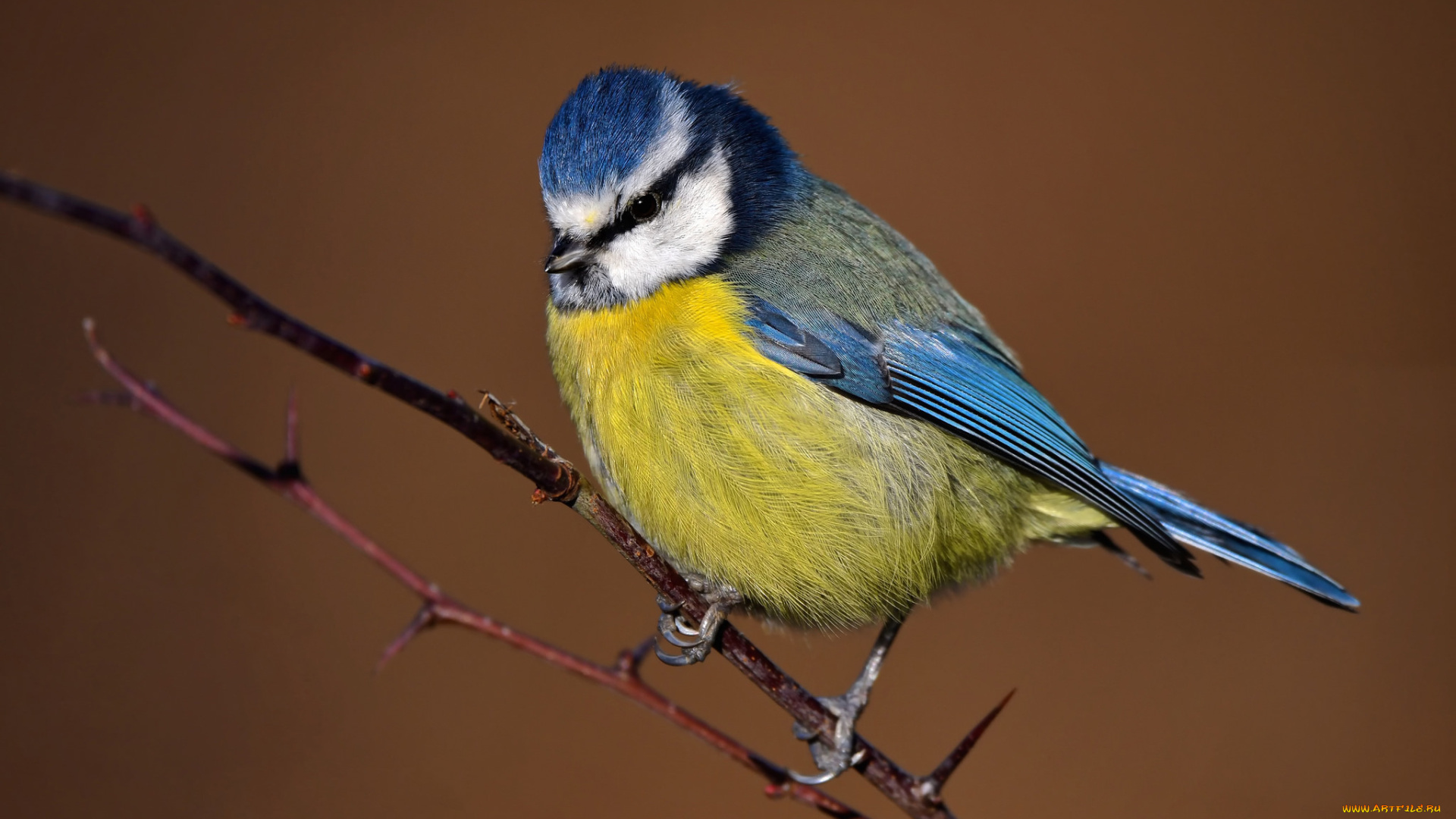 животные, синицы, , лазоревки, птичка