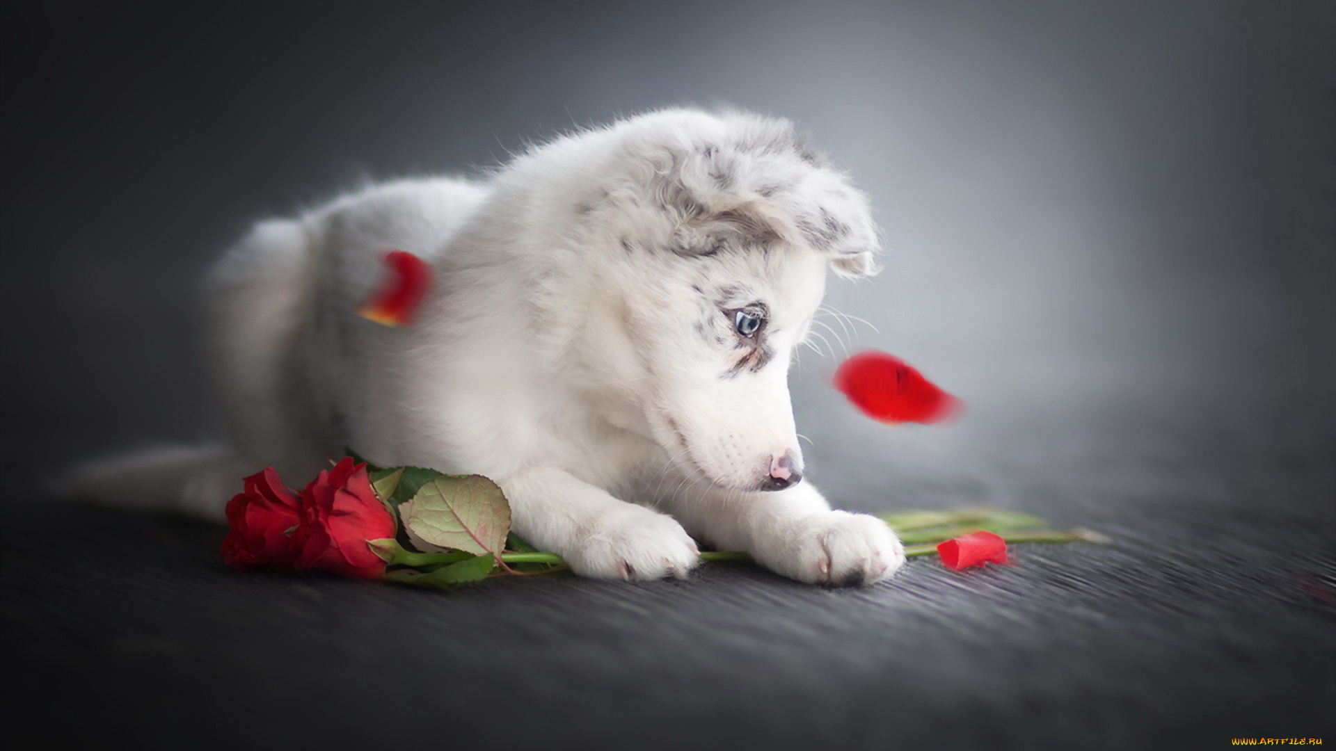 животные, собаки, друг, взгляд, собака