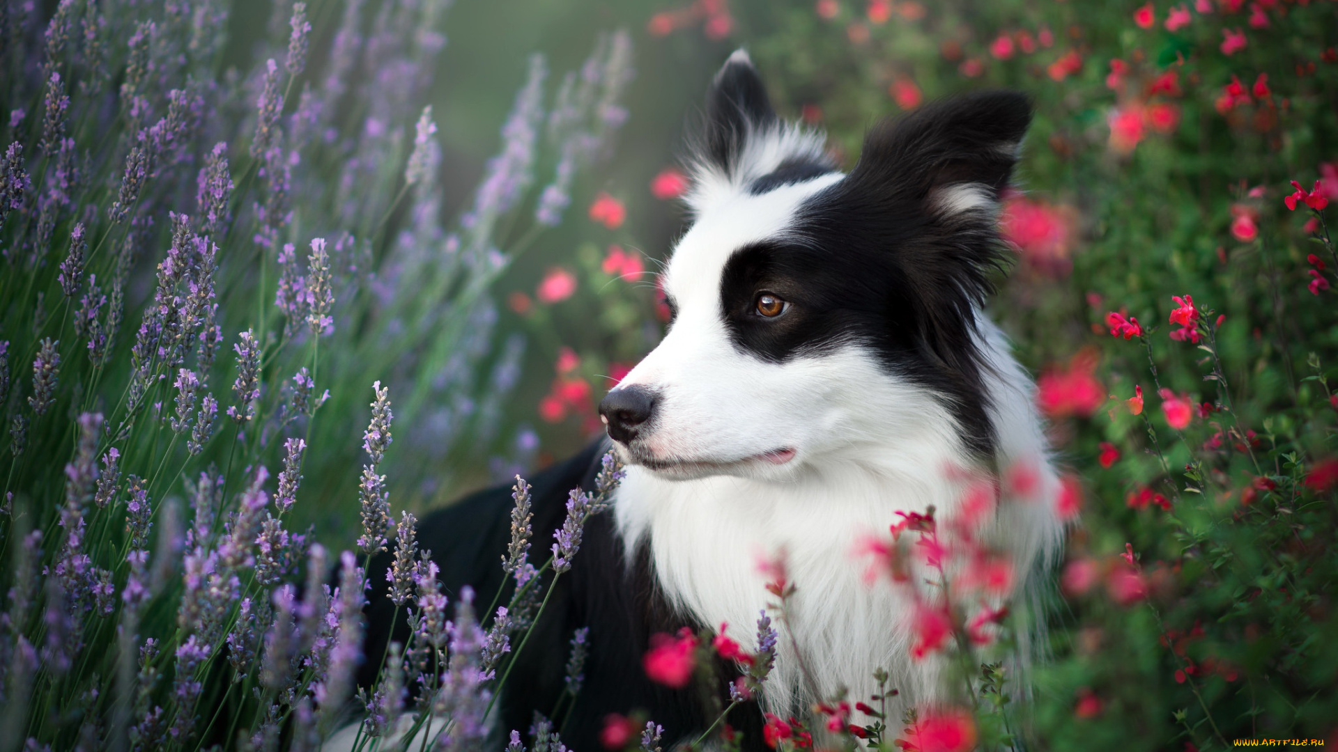 животные, собаки, лето, собака, цветы