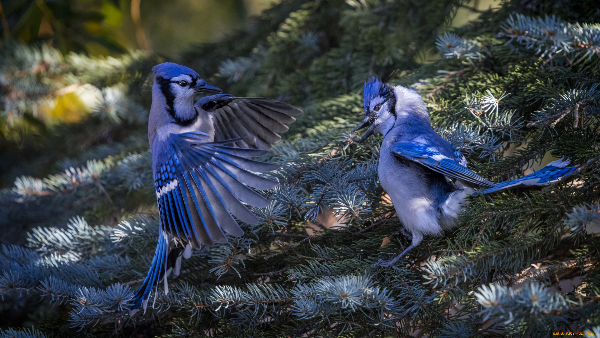 животные, сойки, пара, птицы, ель, природа, ветки, хвоя