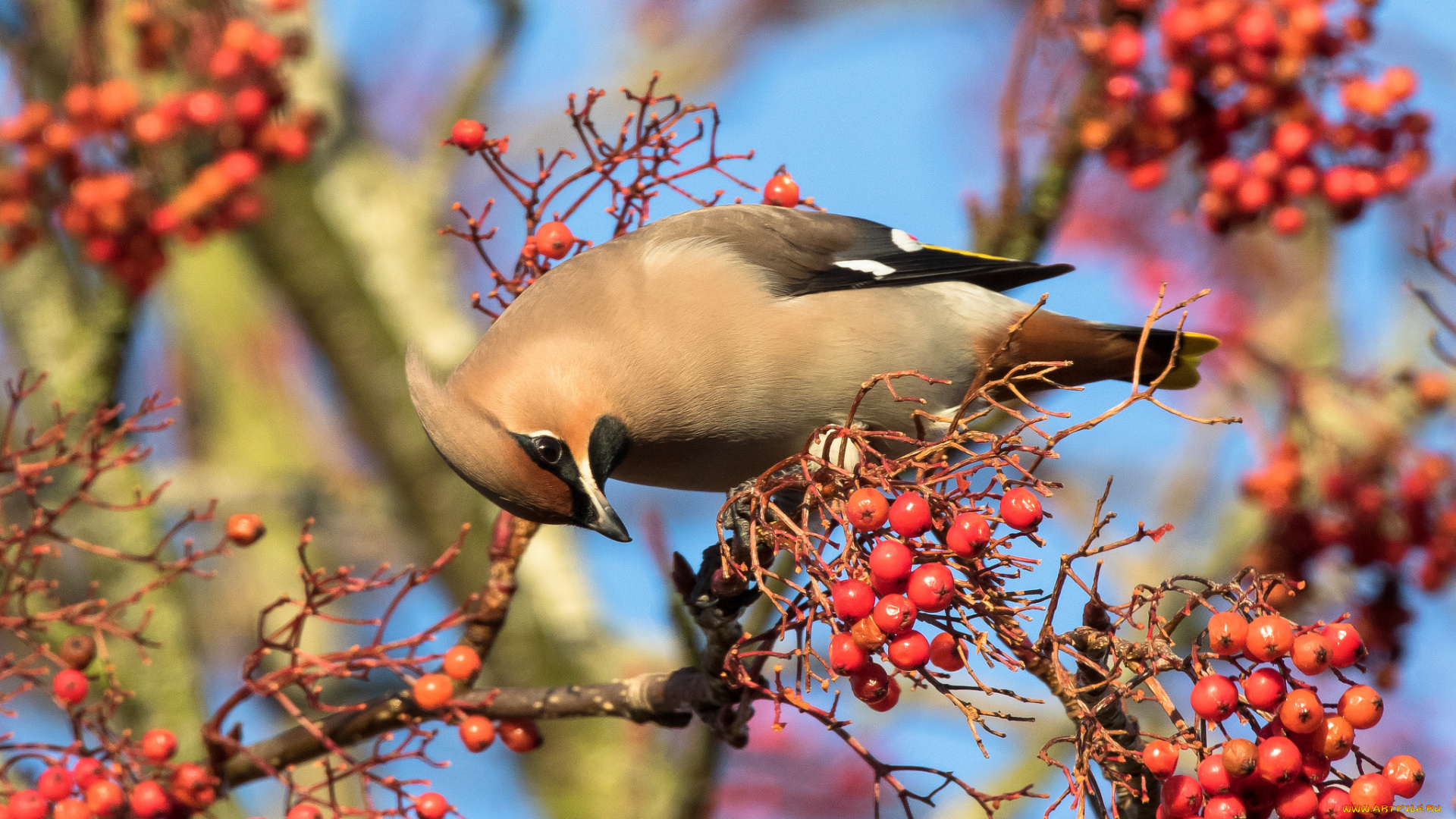 животные, свиристели, птичка