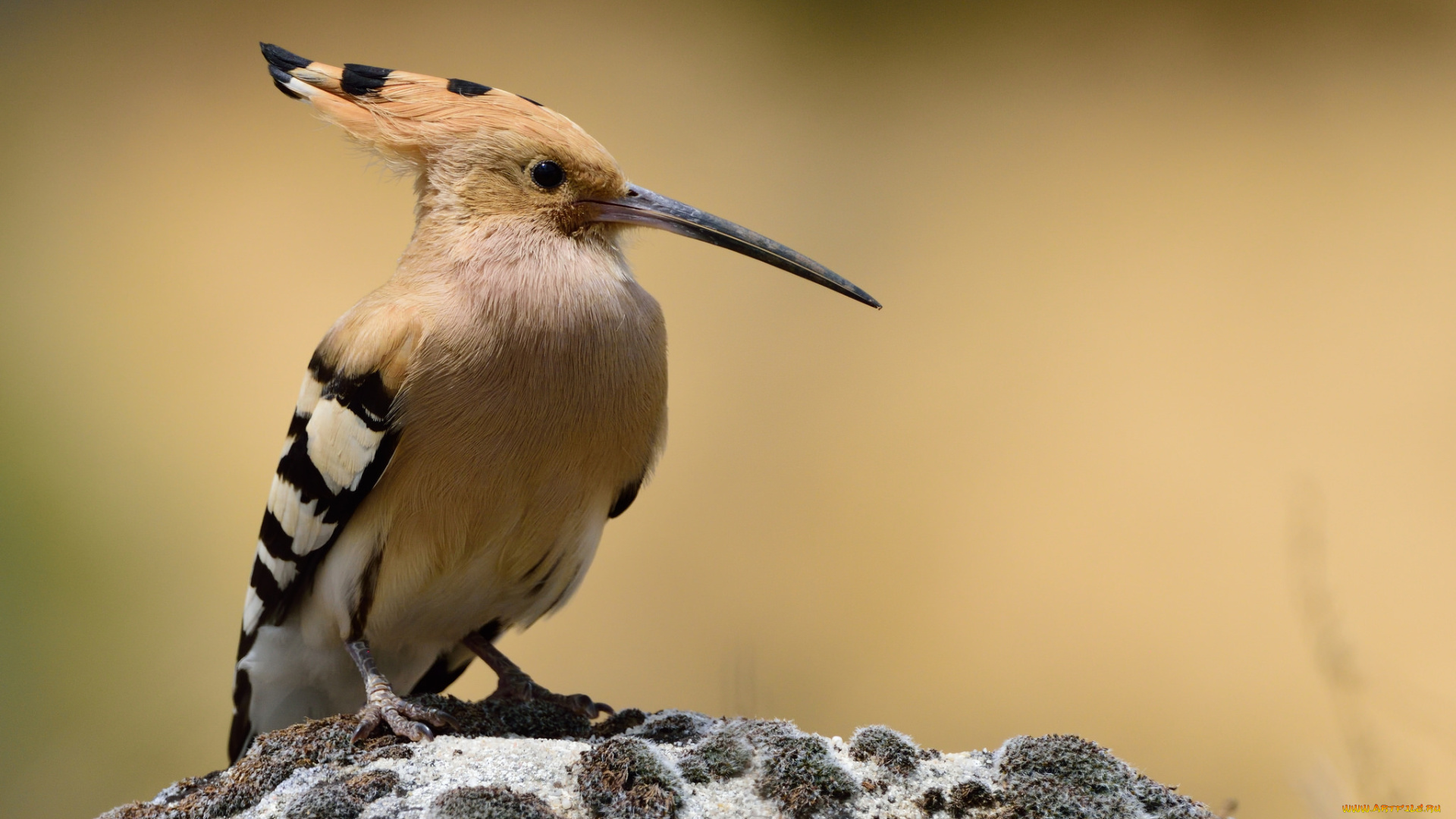 животные, удоды, птичка