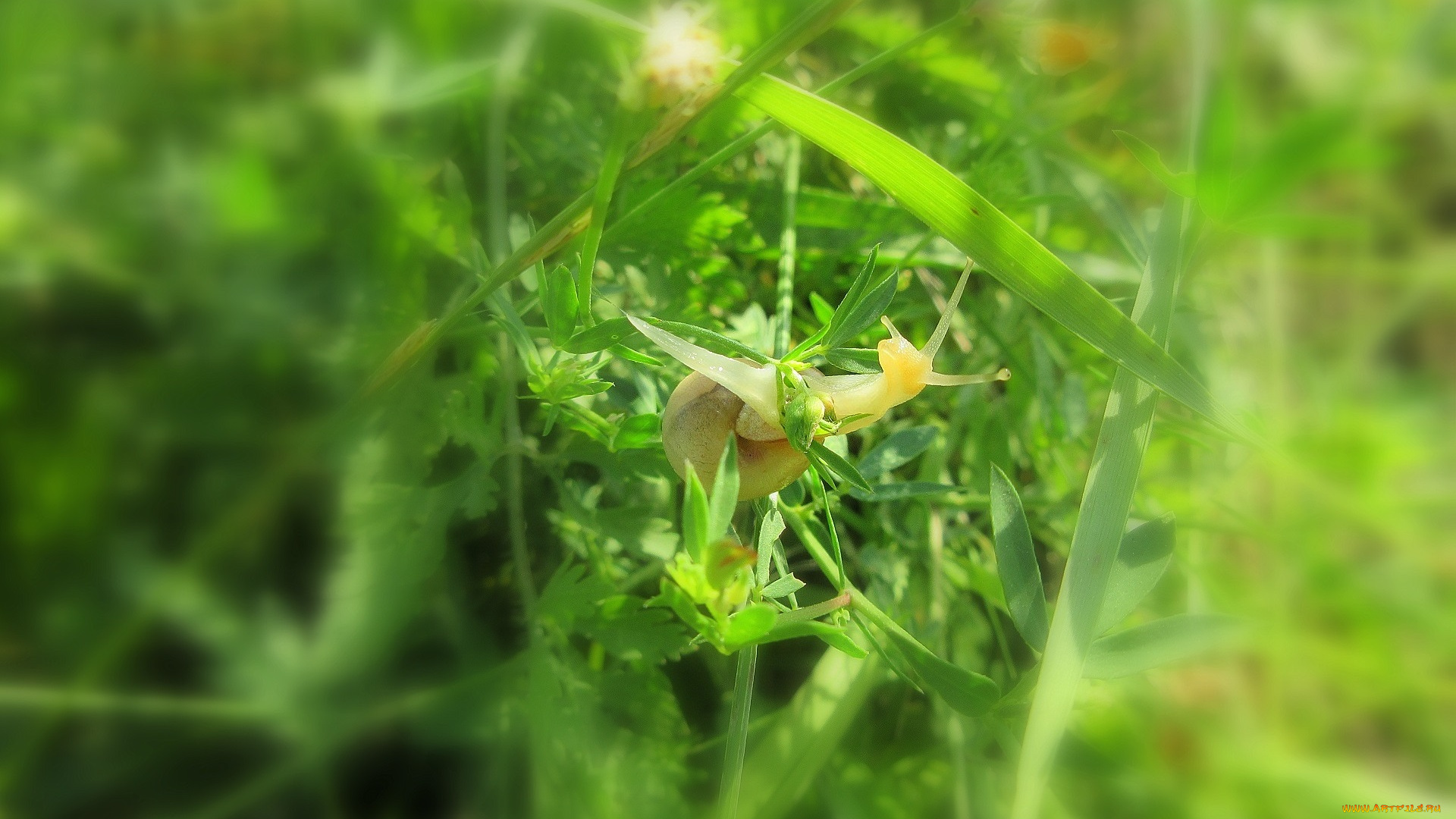 животные, улитки, улитка