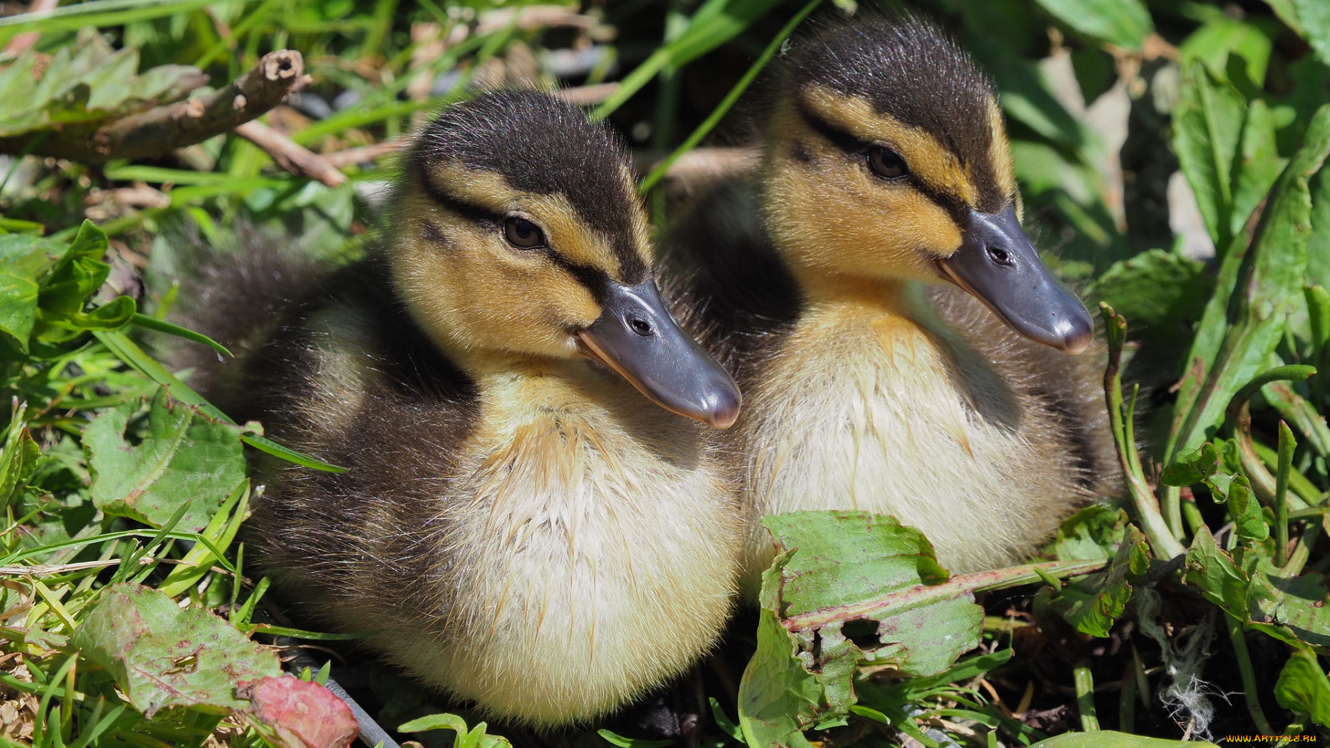 животные, утки, птичка