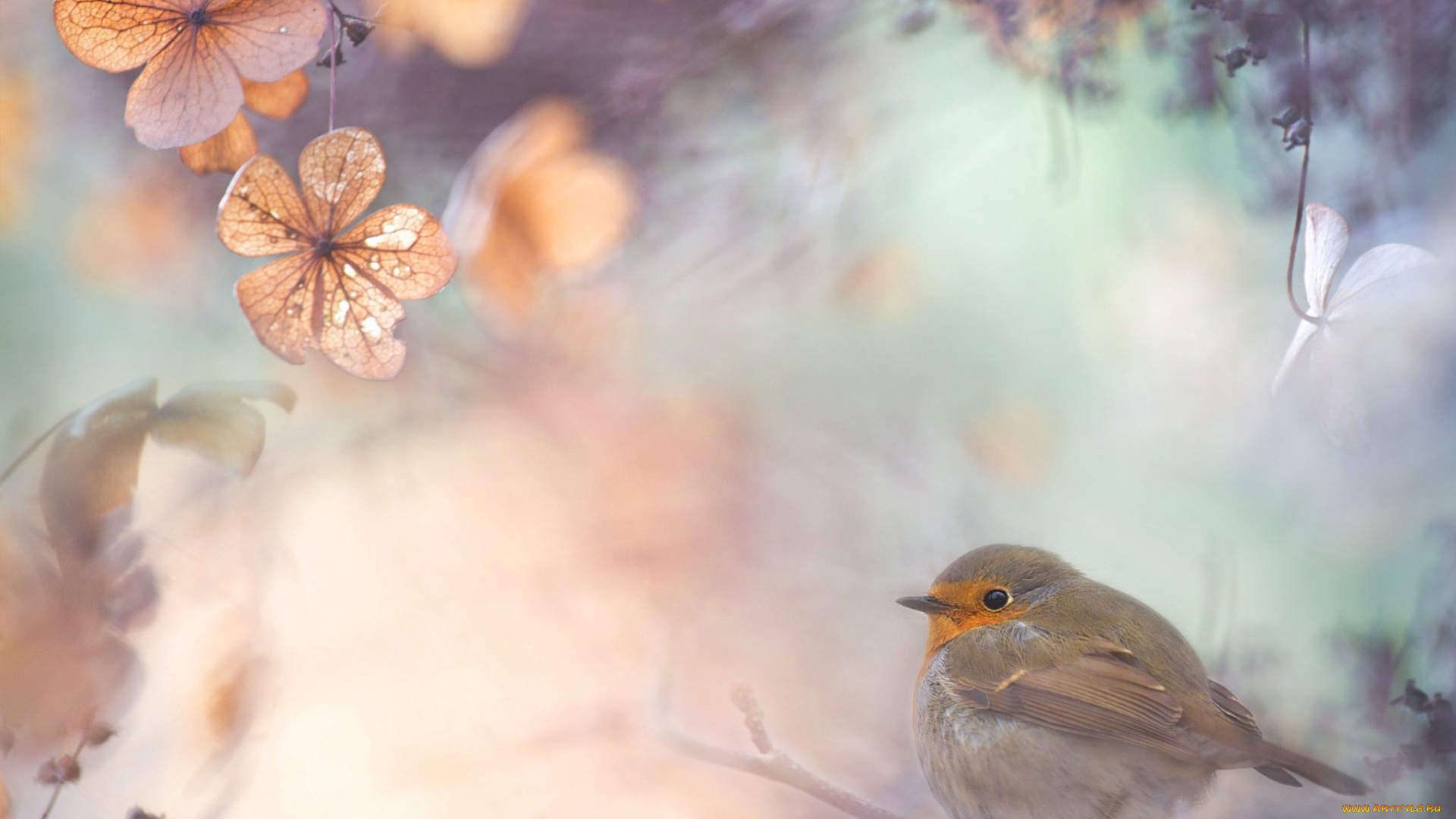 животные, зарянки, , малиновки, малиновка, робин, природа, птичка, коллаж, зарянка, листья, реполов, ветки, мухоловка